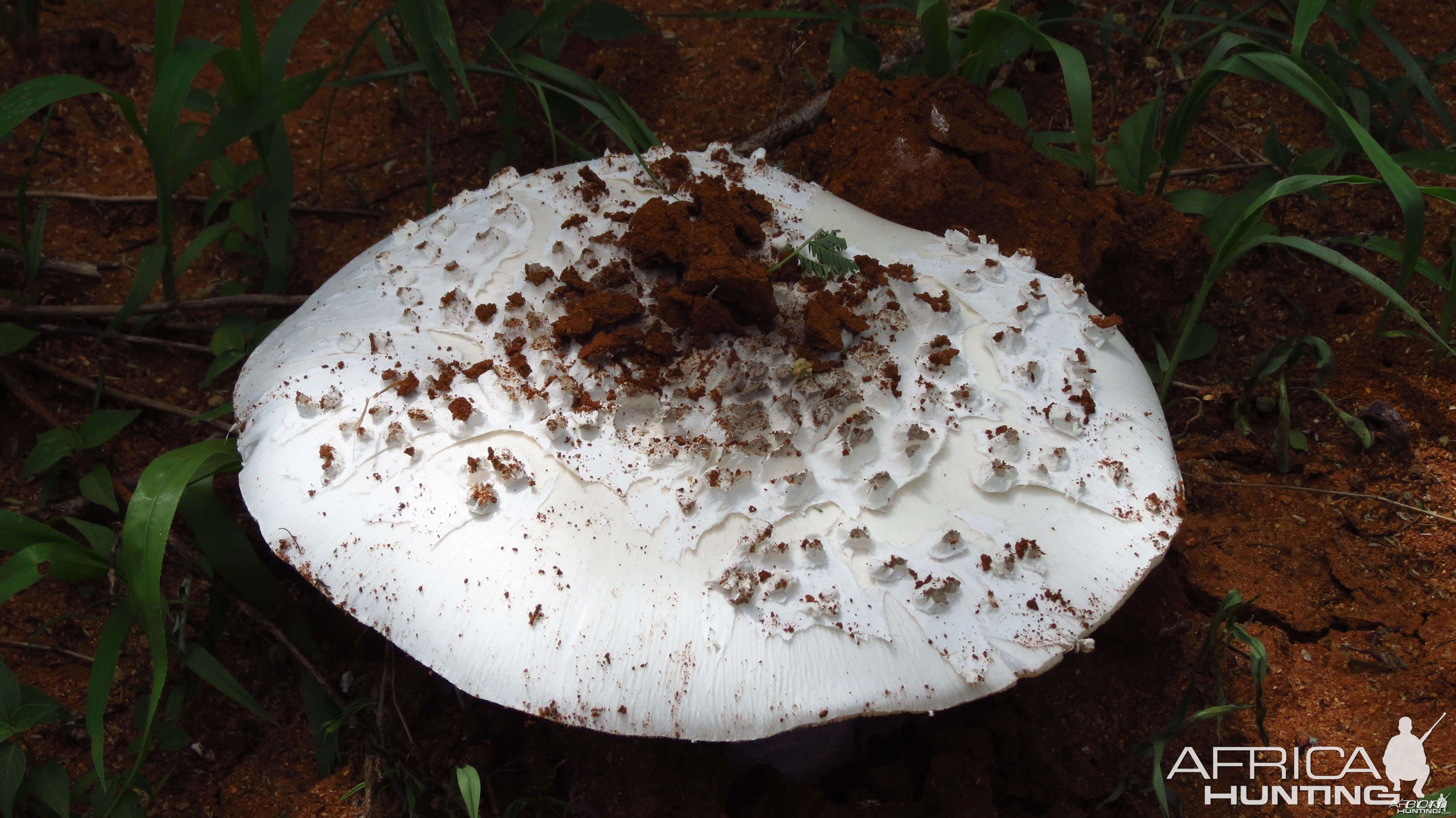 Omajowa termite hill mushrooms Namibia