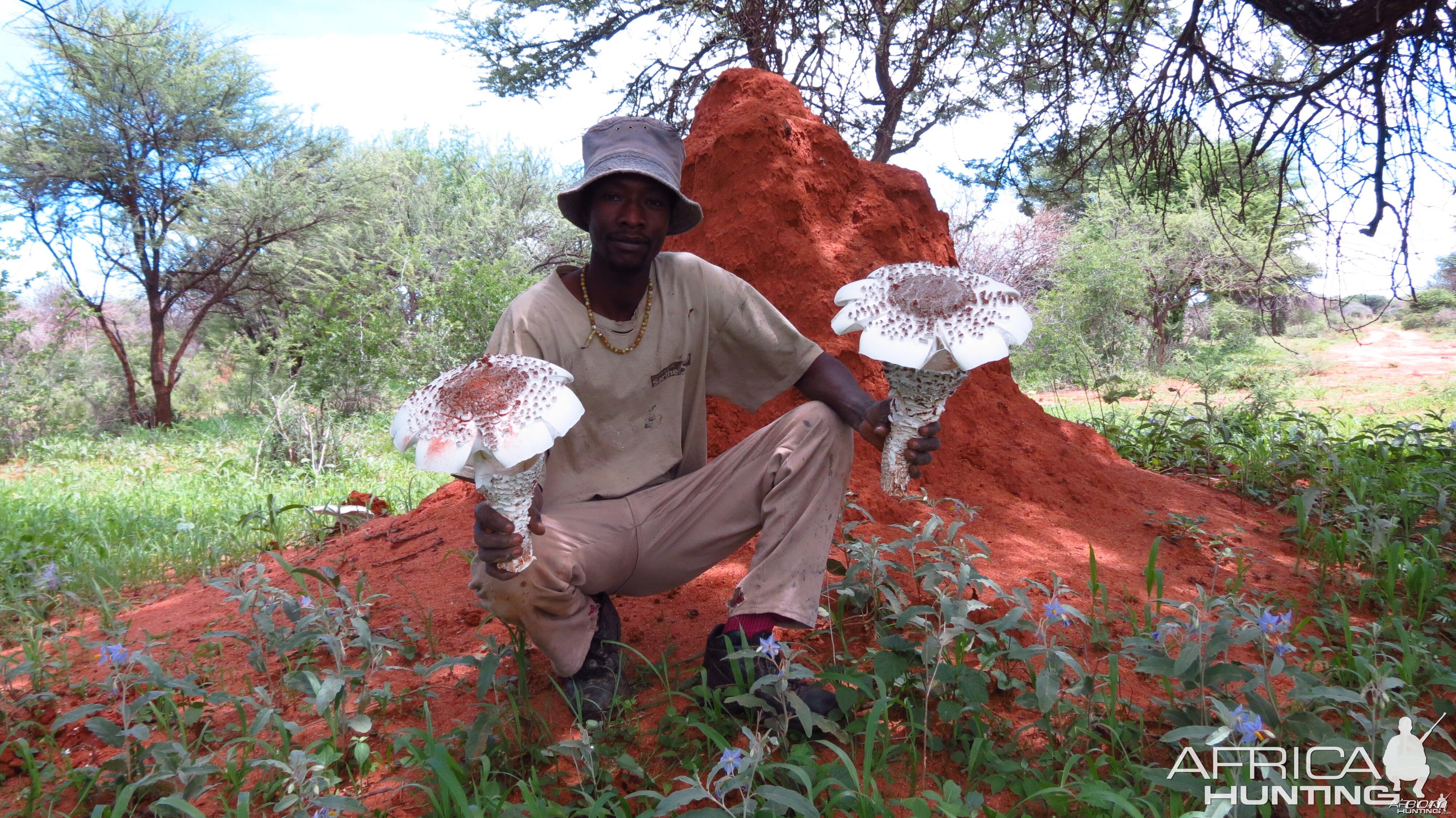 Omajowa termite hill mushrooms Namibia