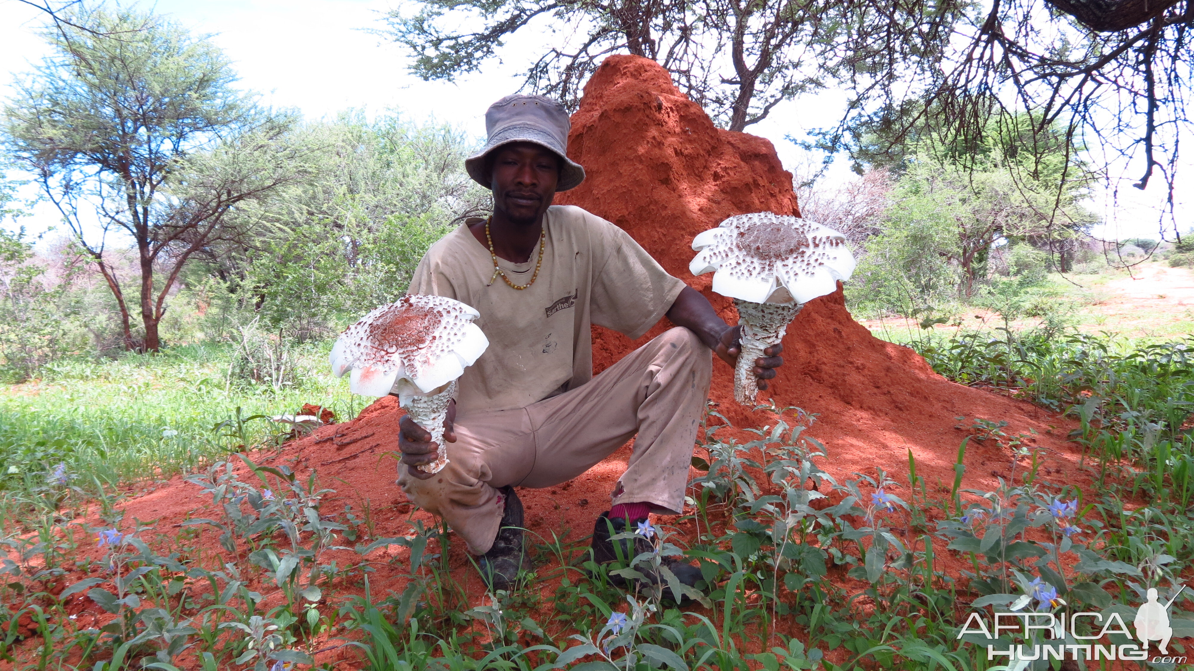 Omajowa termite hill mushrooms Namibia