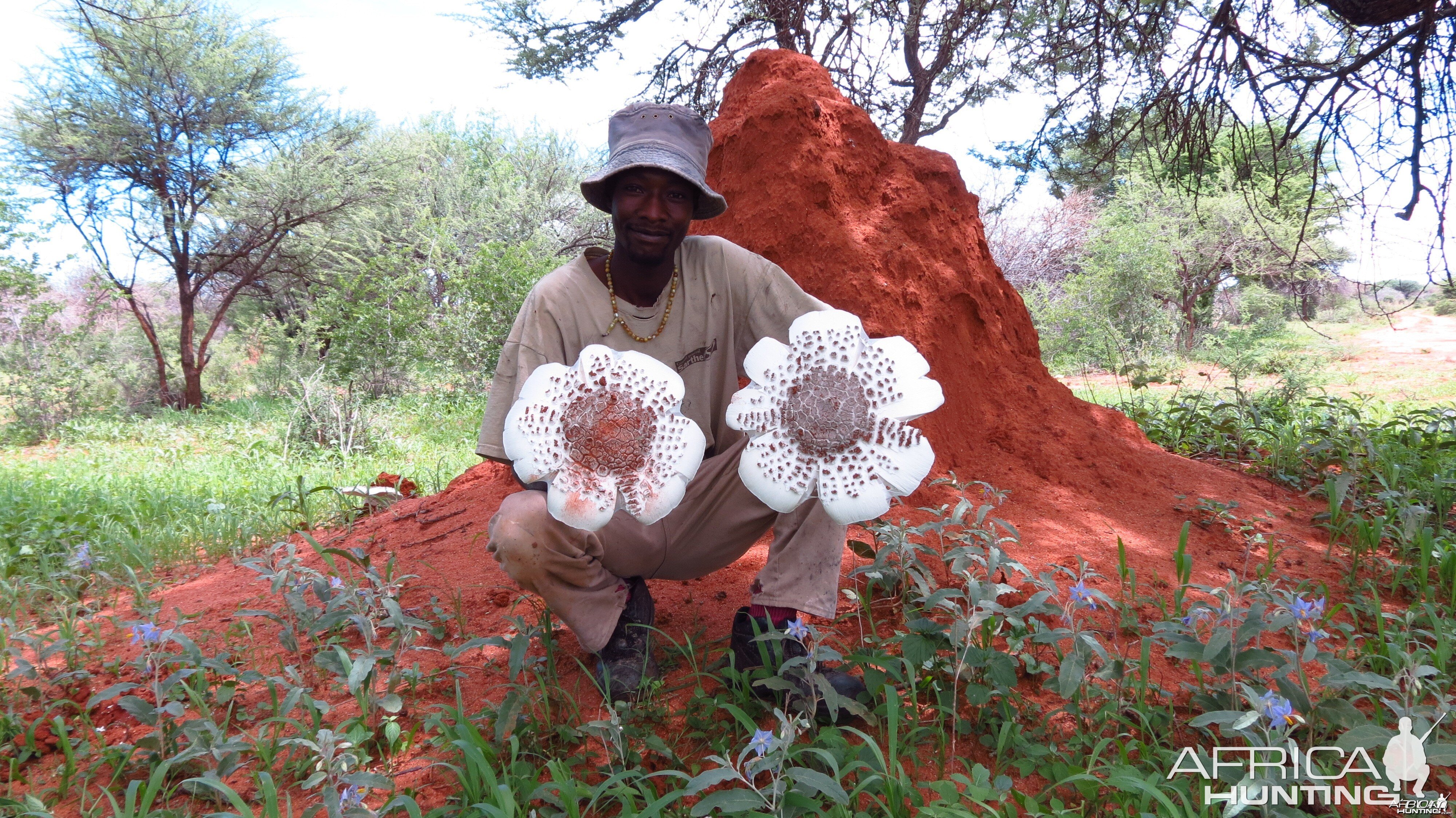 Omajowa termite hill mushrooms Namibia