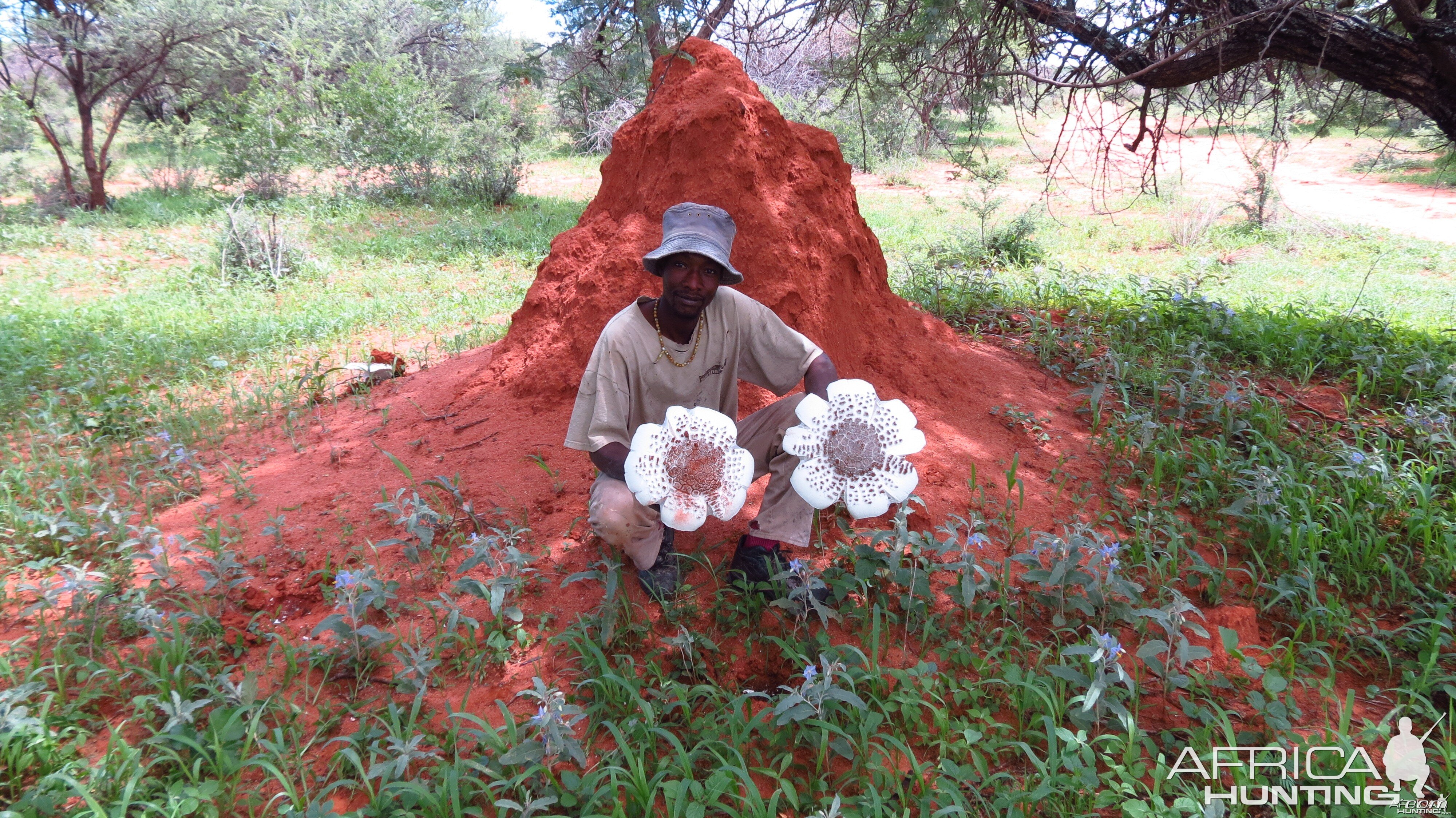 Omajowa termite hill mushrooms Namibia