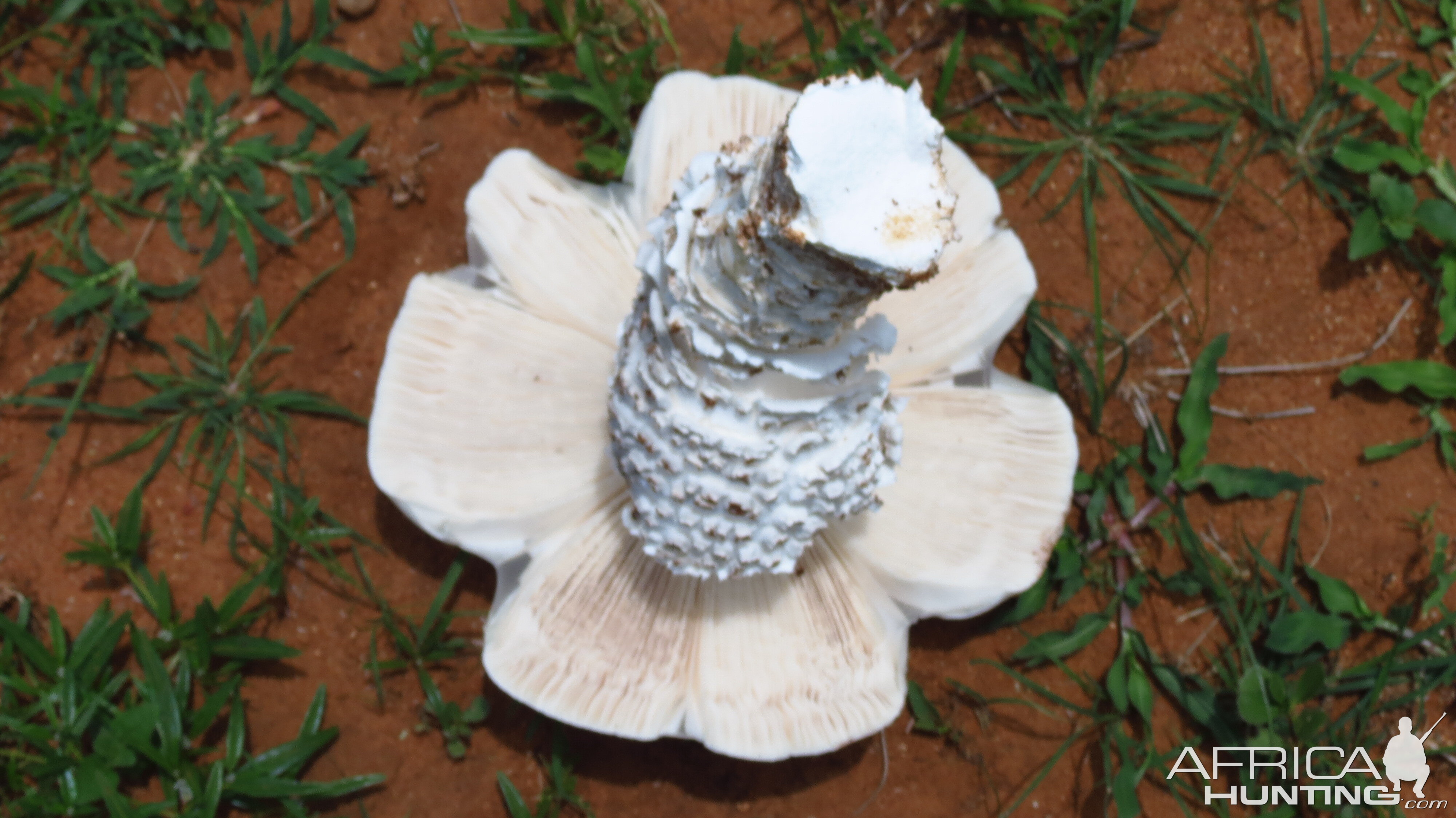 Omajowa termite hill mushrooms Namibia