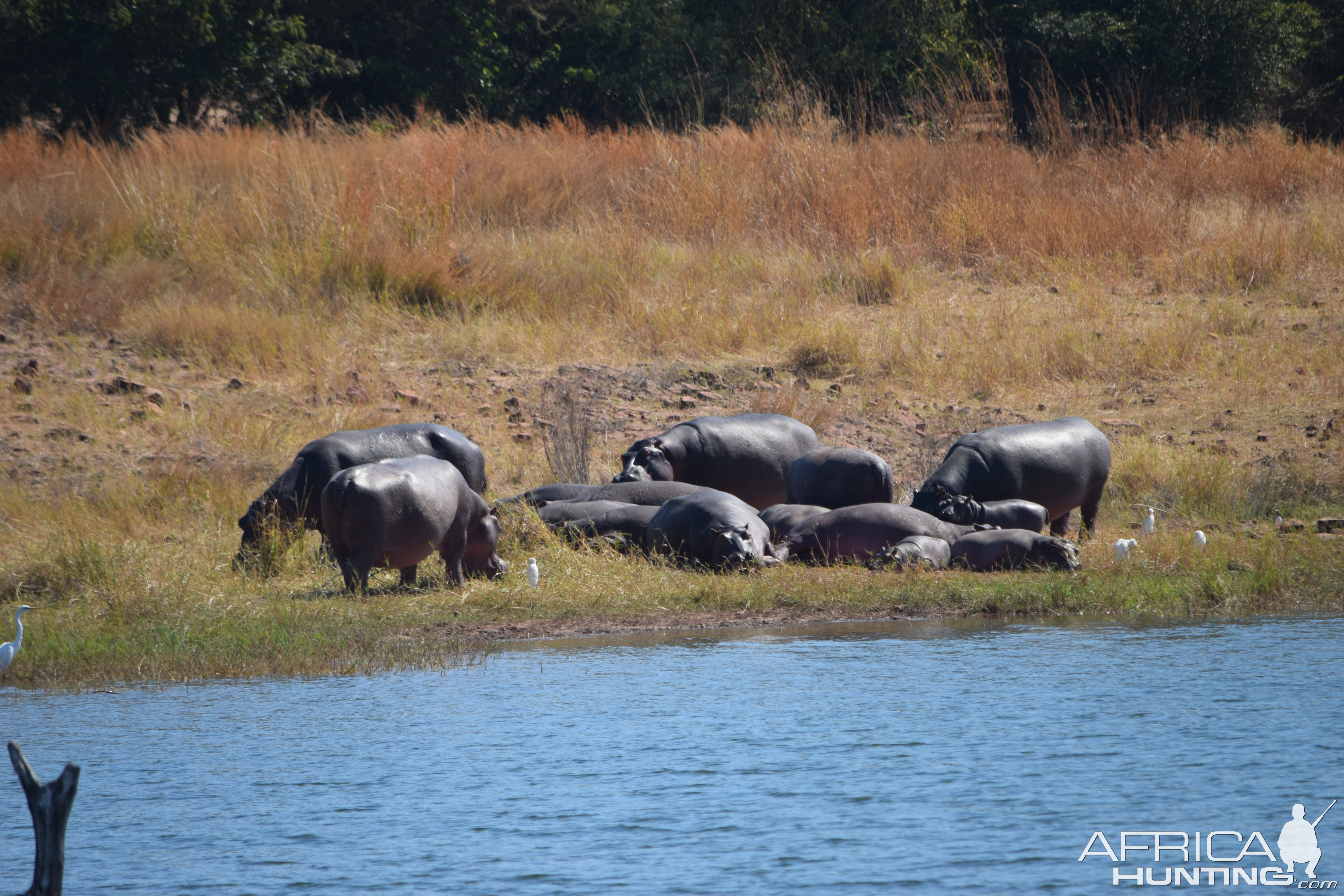 Omay Hippos