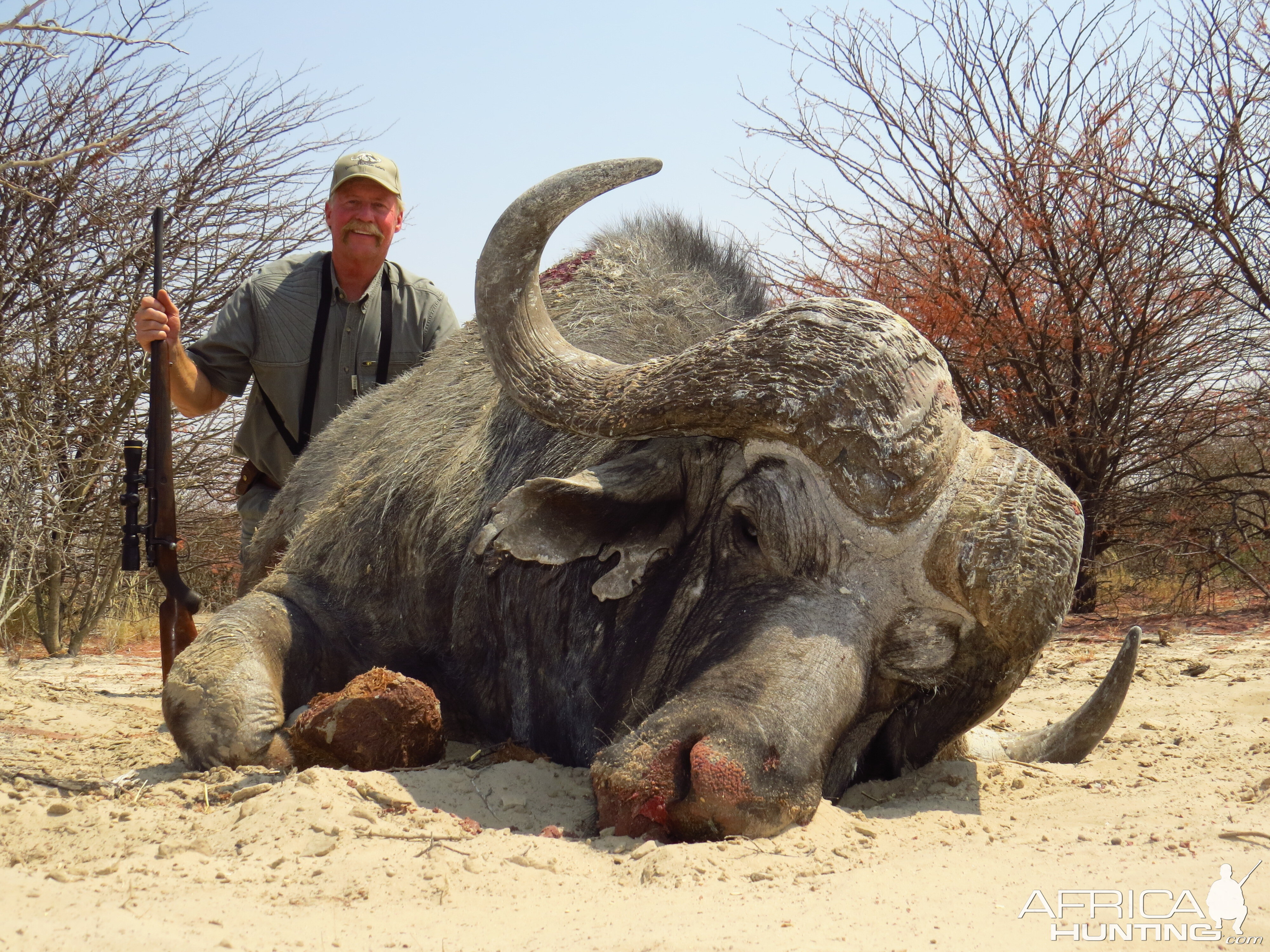 One of my favourite Buffalo bulls! Hunting