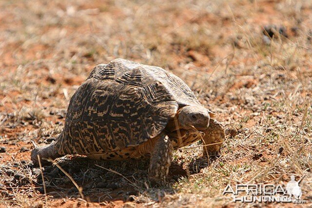 One of several tortises we saw, South Africa