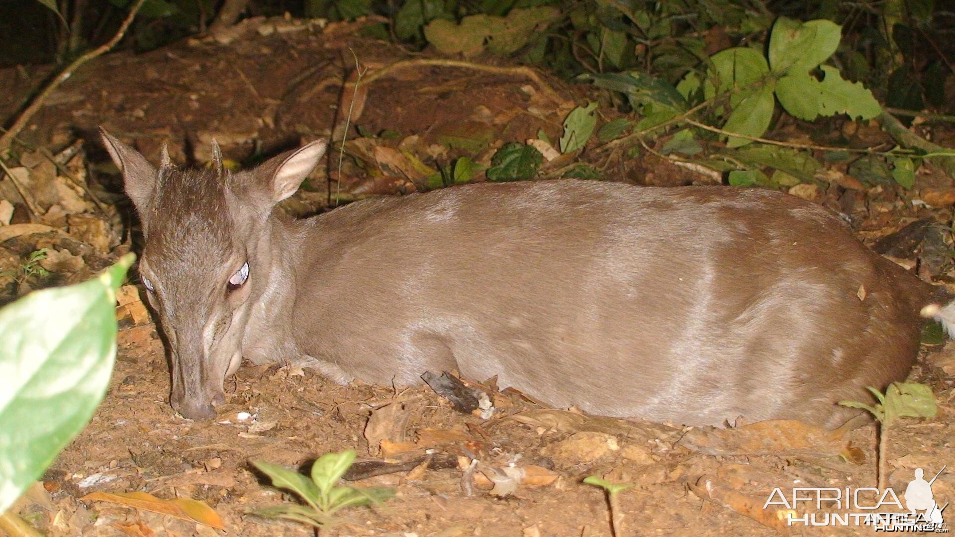 One of the smallest antelopes, Blue Duiker, Cameroon 2009