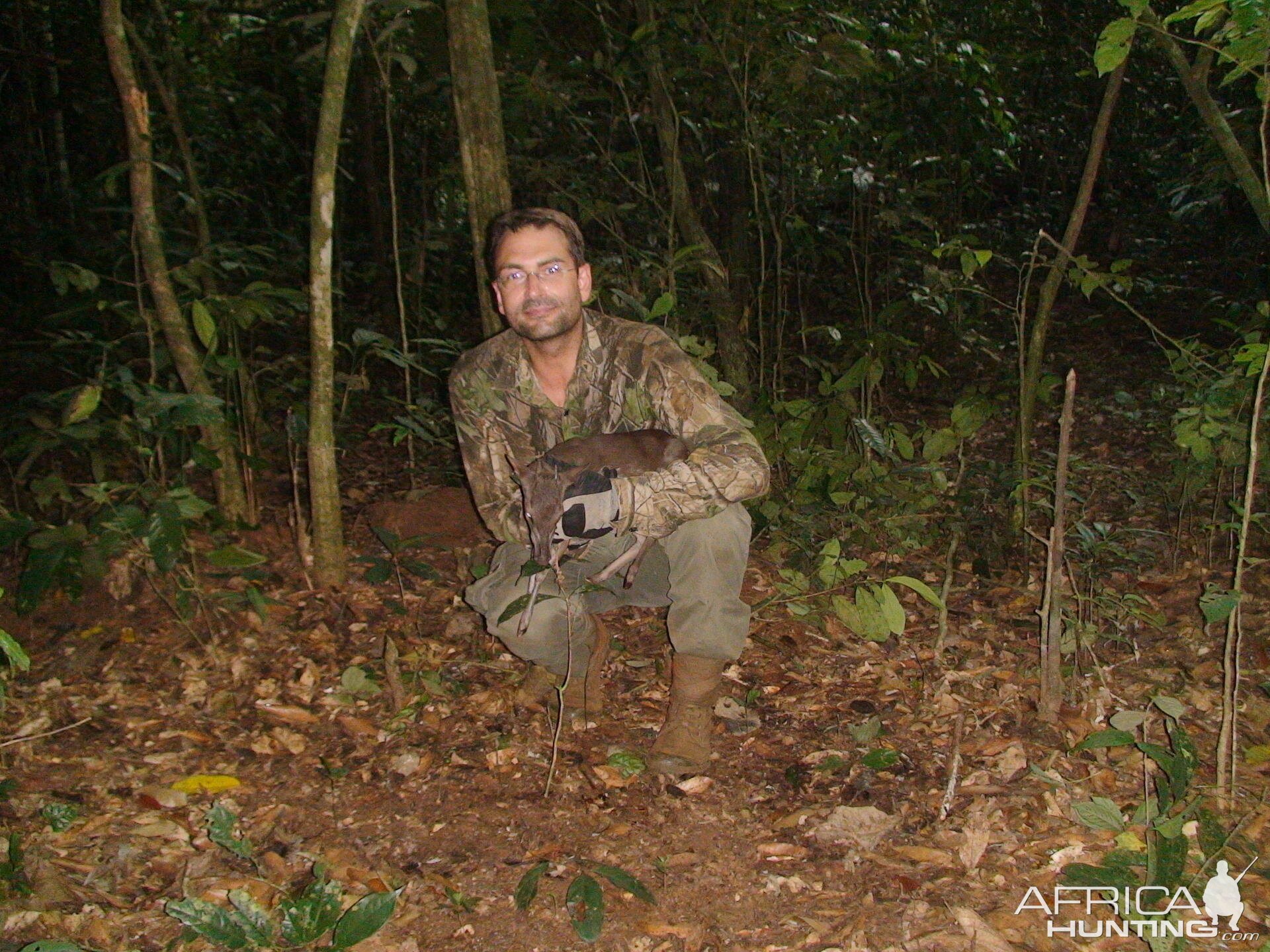 One of the smallest antelopes, Blue Duiker, Cameroon 2009