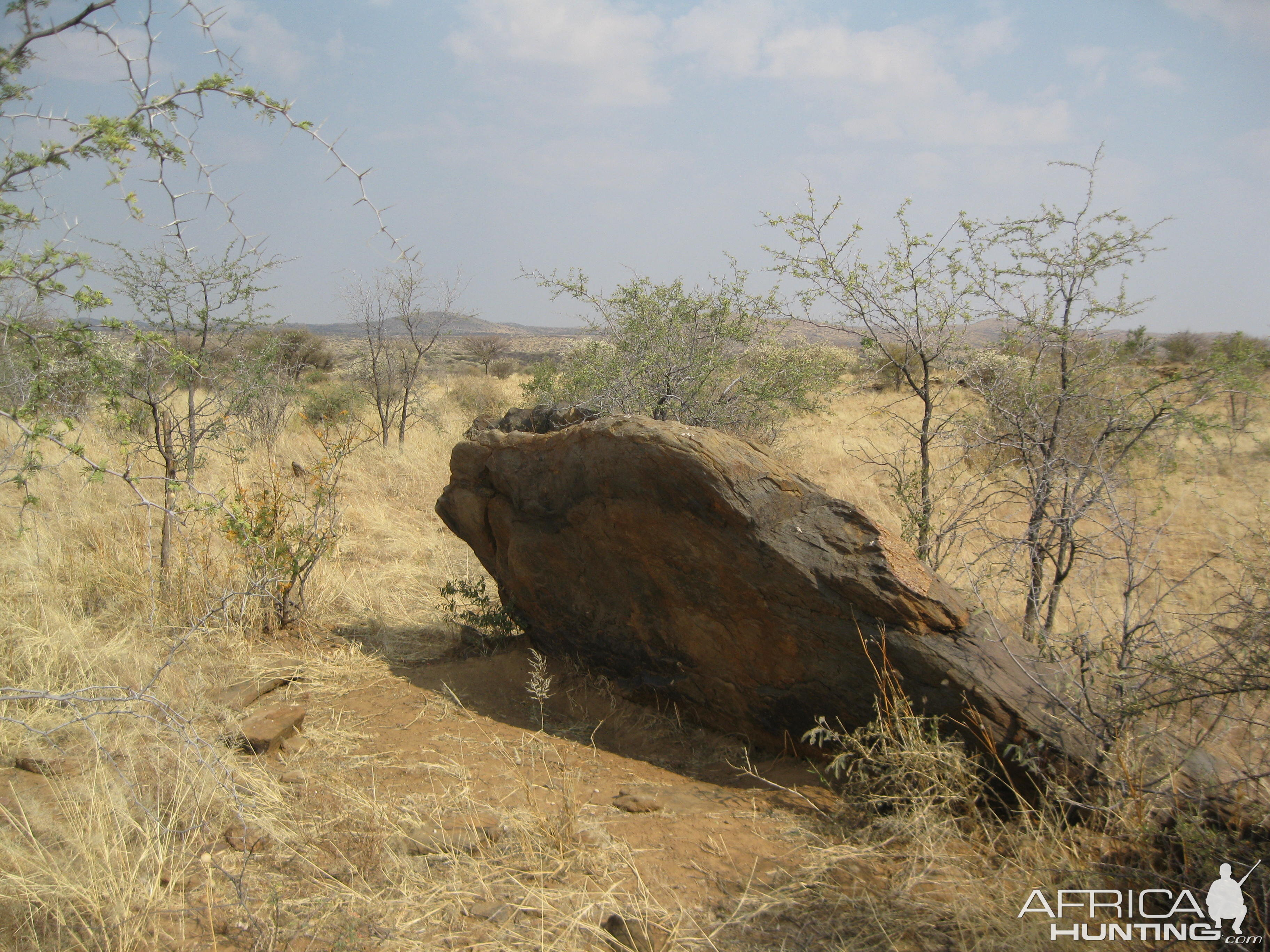 One of the "stegosaurus scale" rocks I mentioned (these things were everywhere, in varying sizes)