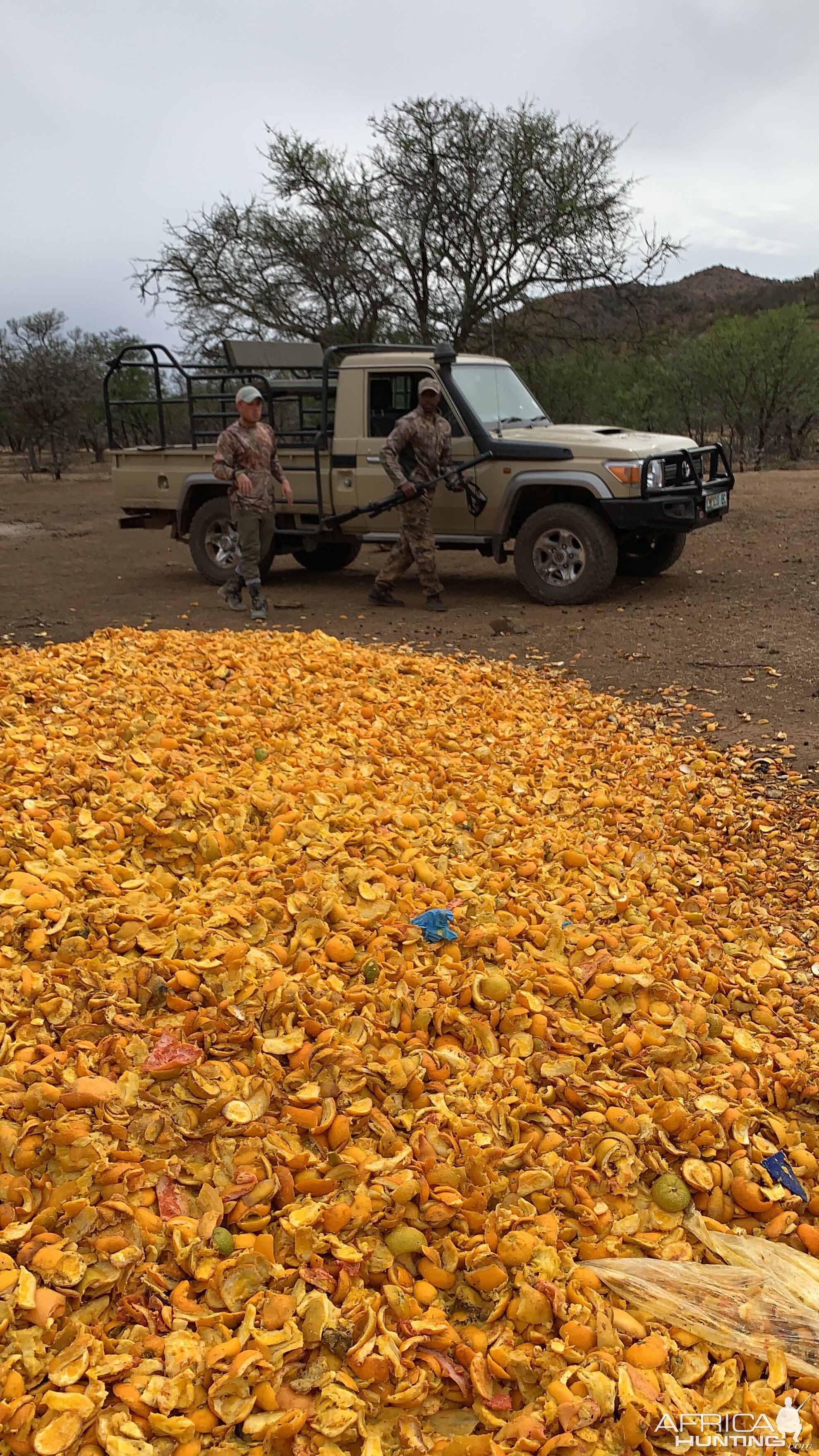 Oranges from a nearby processing facility