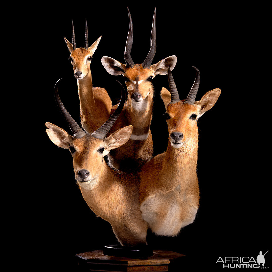 Oribi, Bushbuck, Reedbuck & Mountain Reedbuck Pedestal Mount Taxidermy