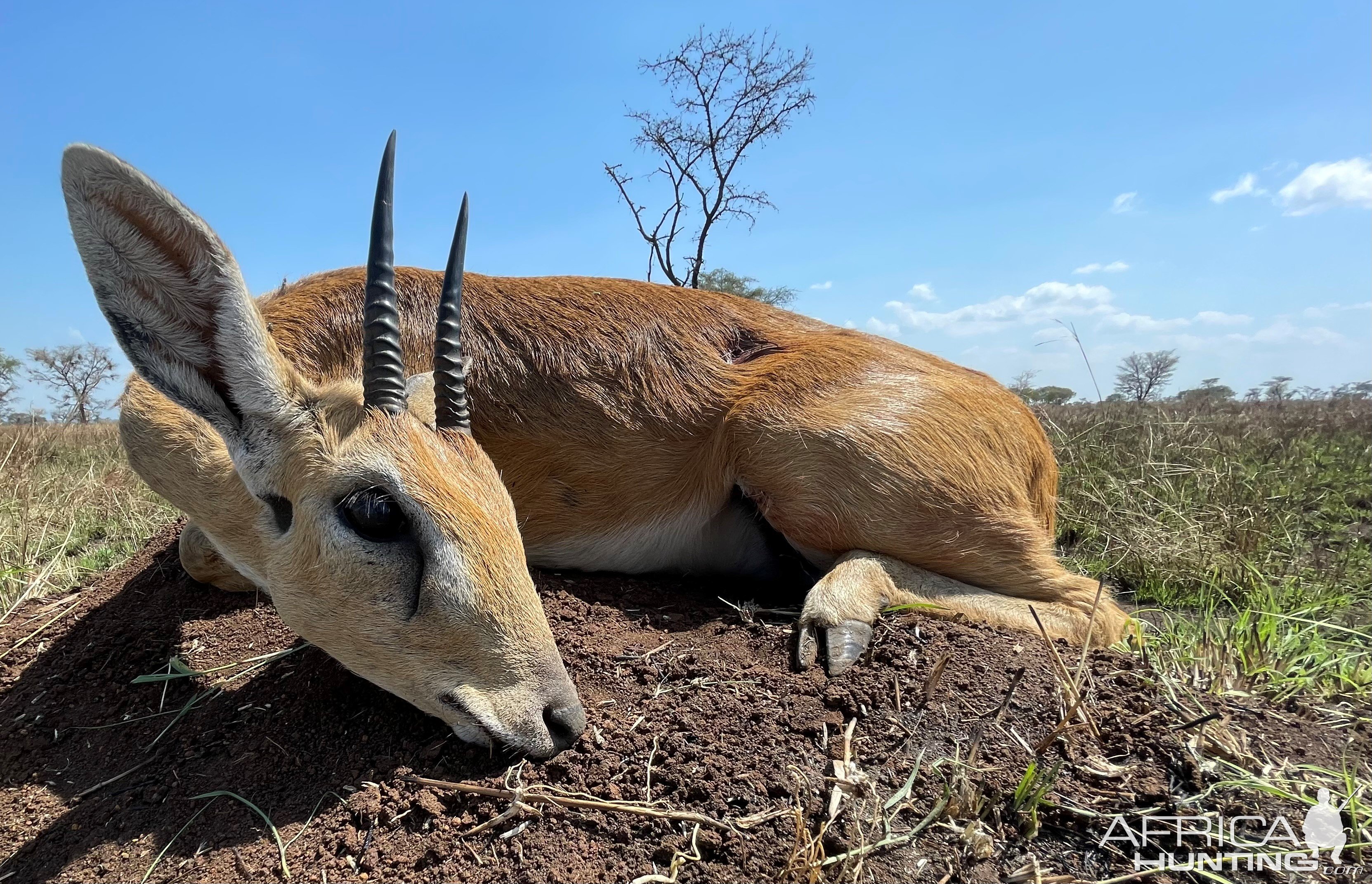 Oribi Hunt Uganda