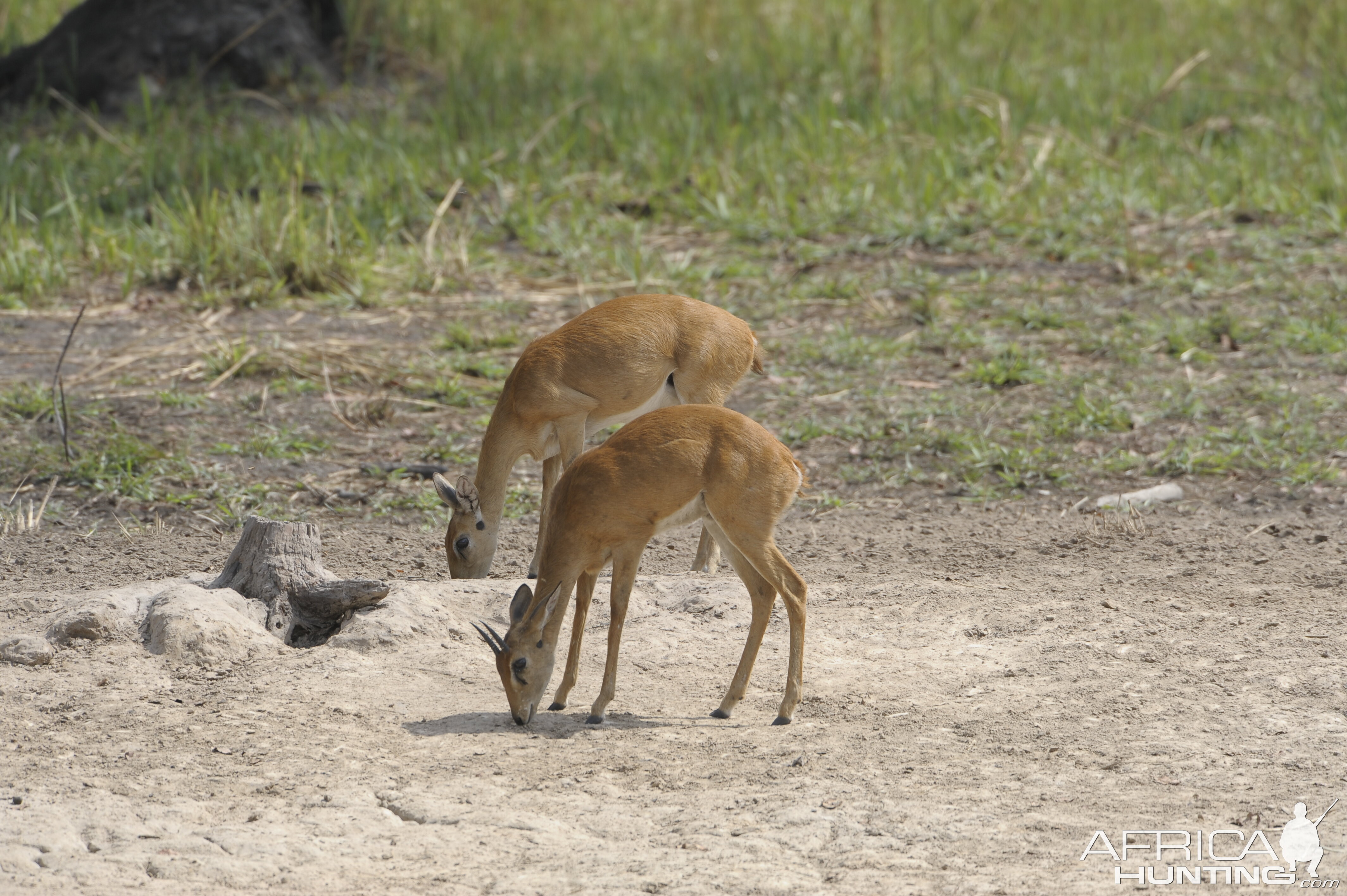 Oribi in Central African Republic