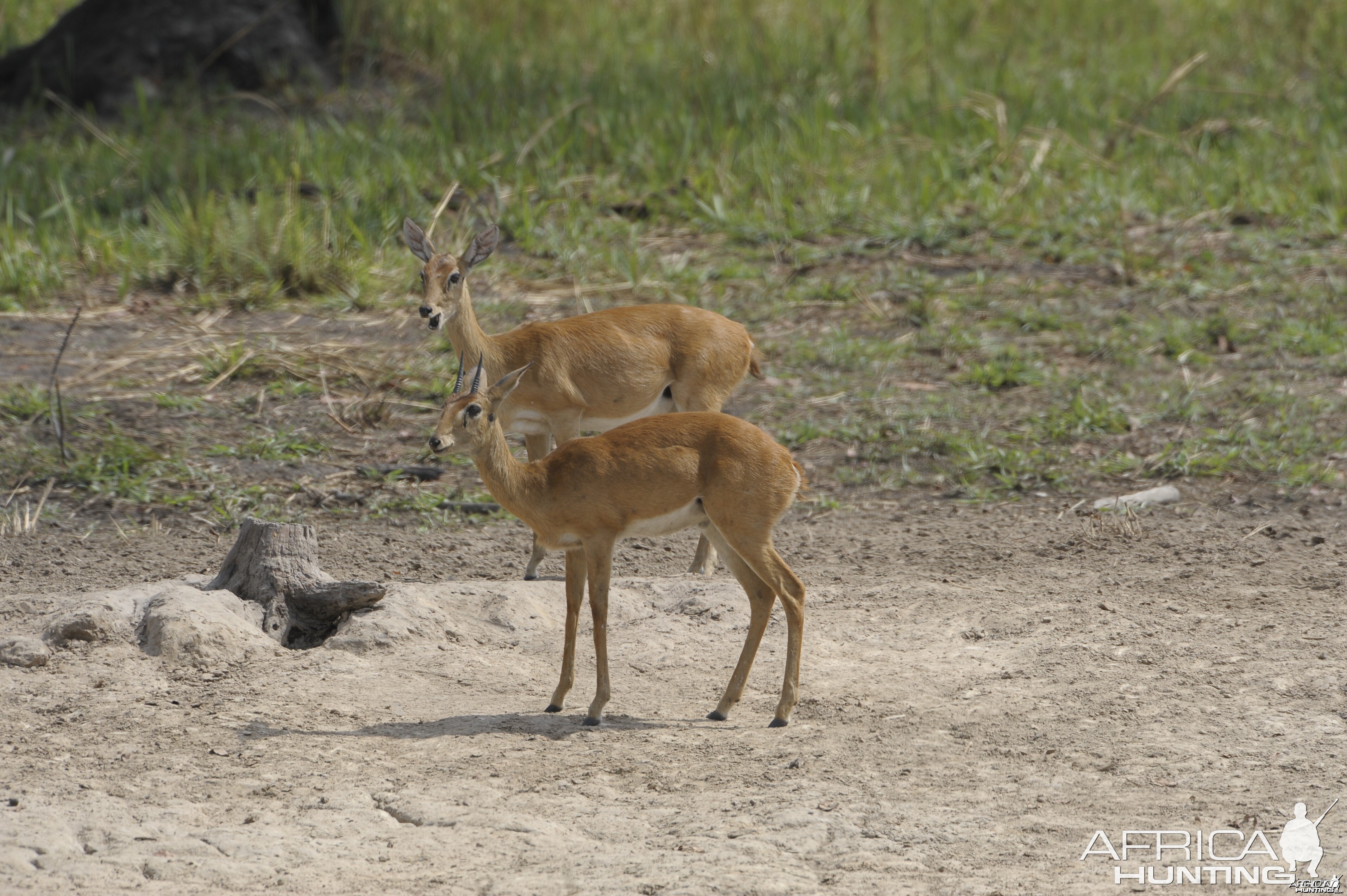 Oribi in Central African Republic