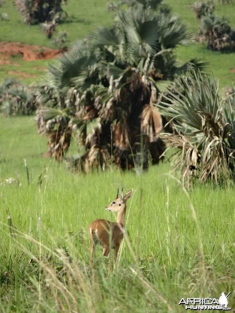 Oribi in Uganda