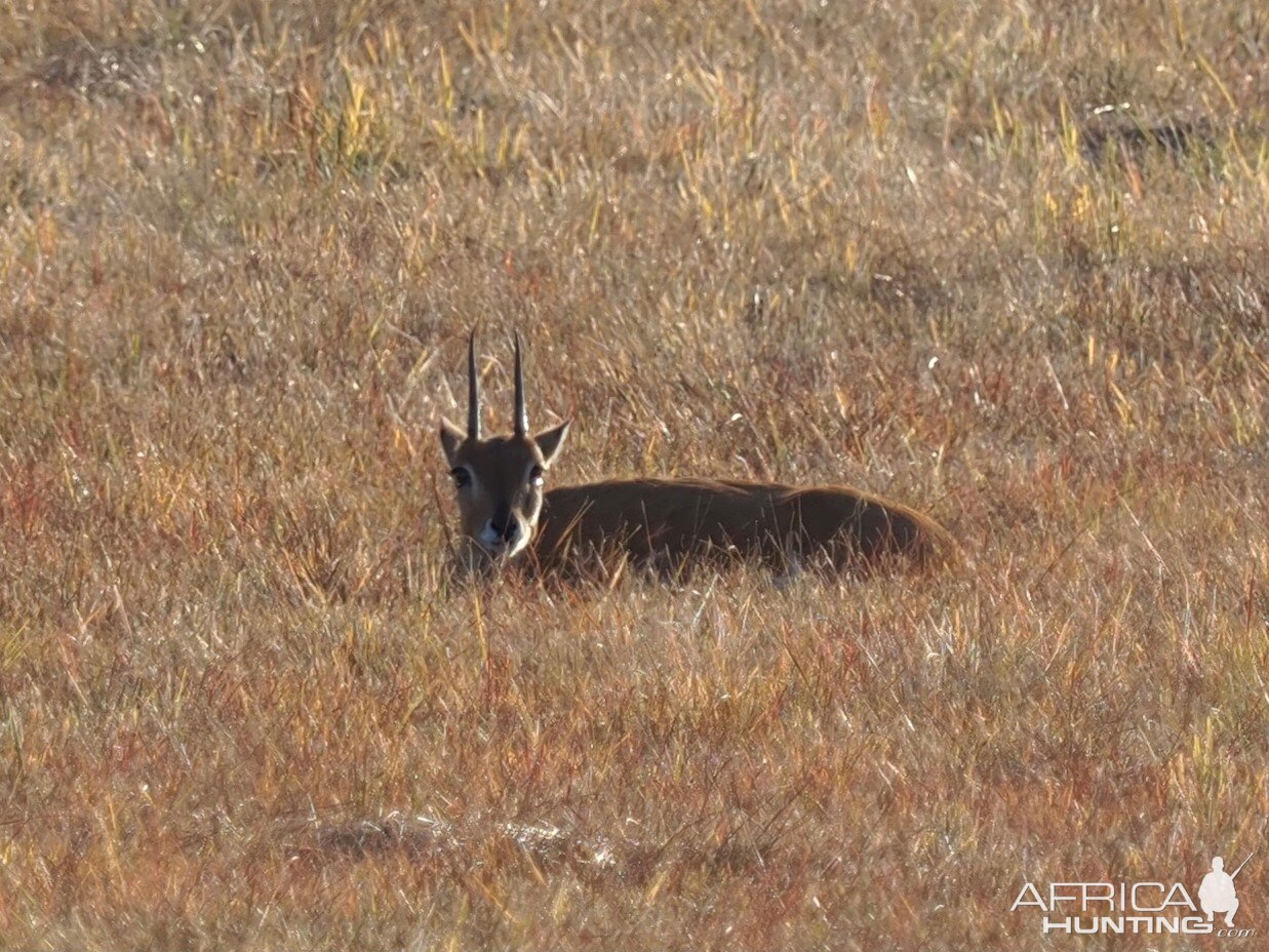 Oribi Ram Hiding South Africa