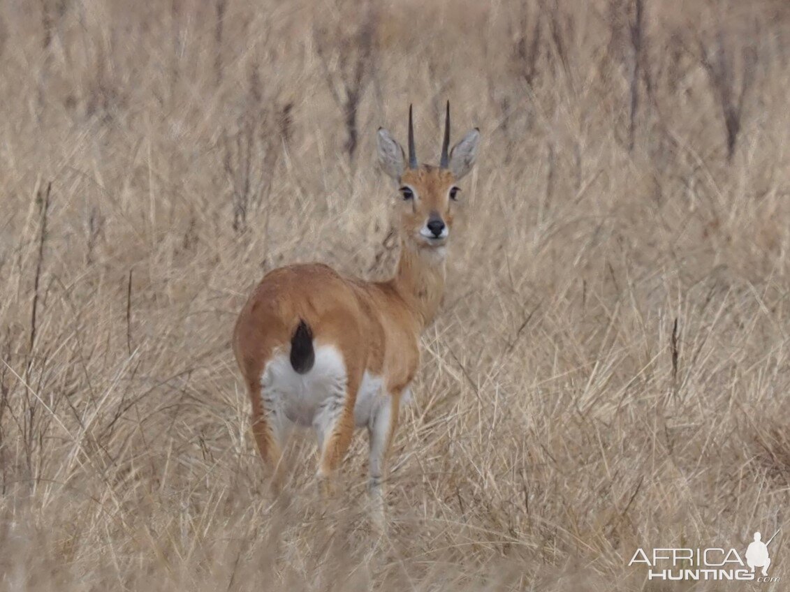 Oribi Ram South Africa