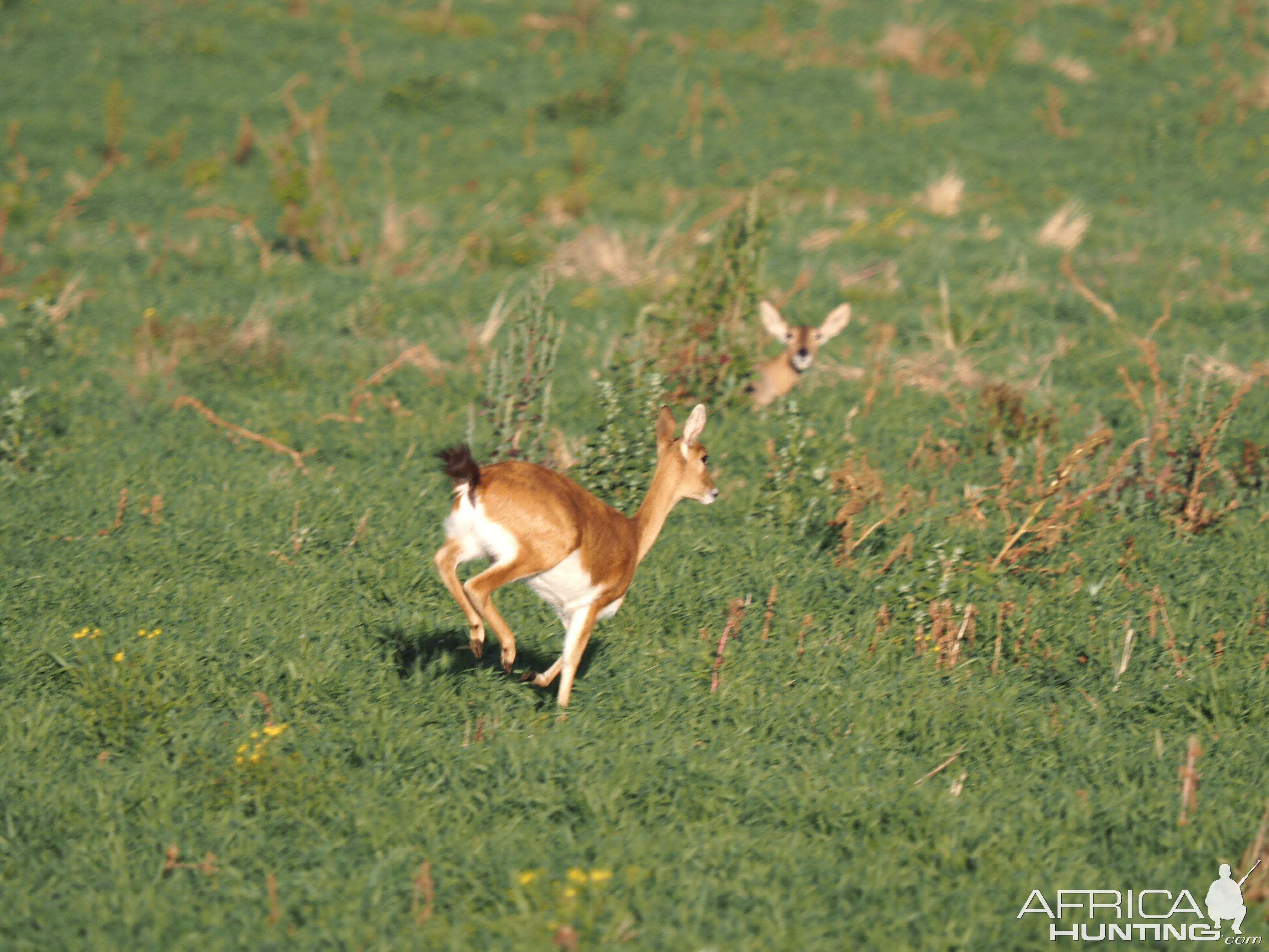 Oribi & Reedbuck In The Field