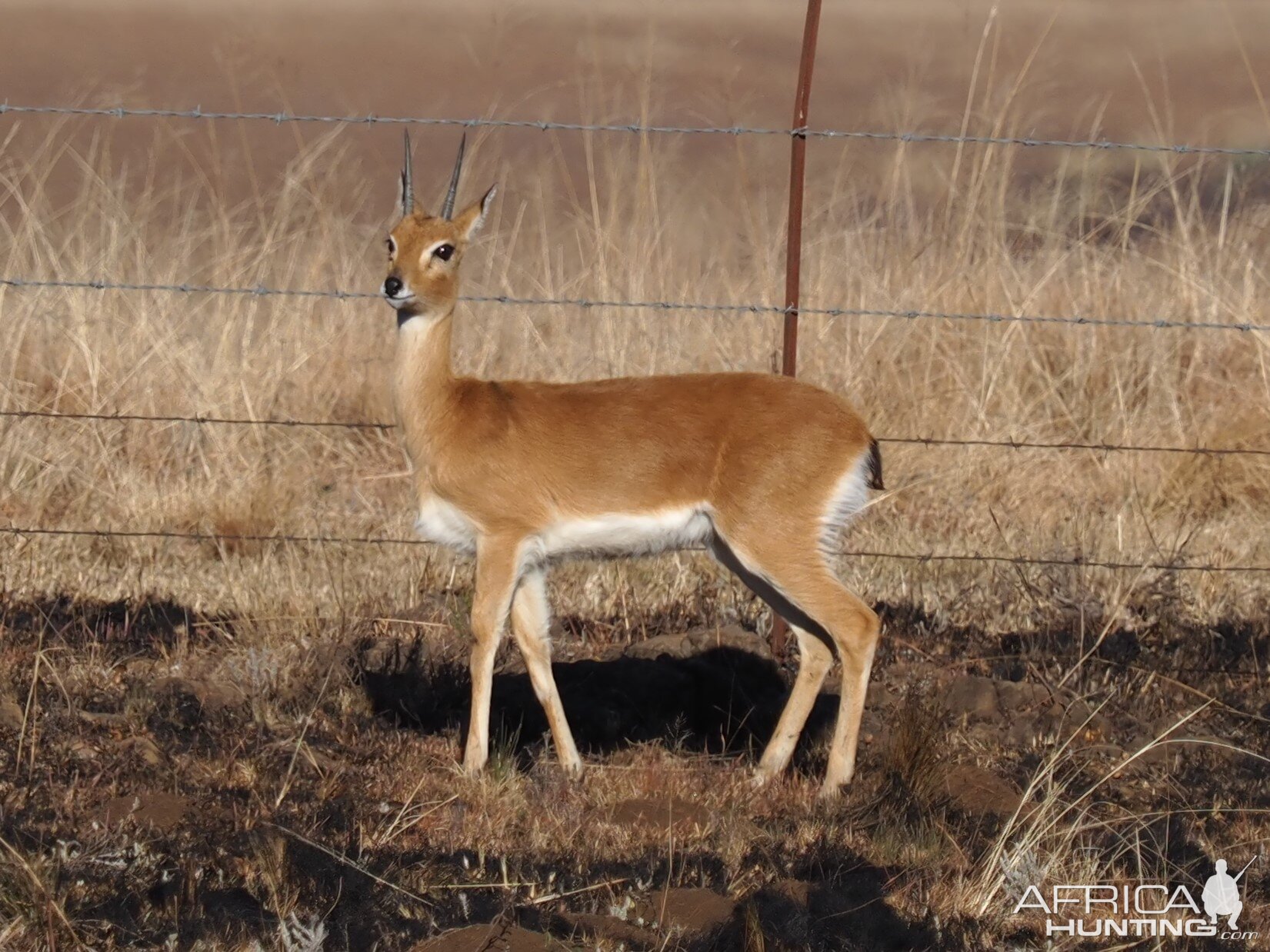 Oribi South Africa