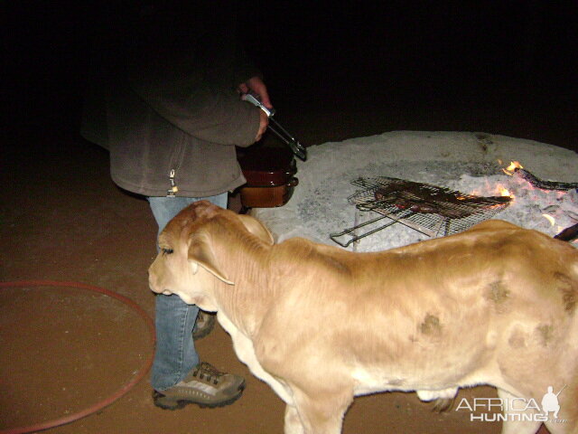 Orphan bull brahman at braai