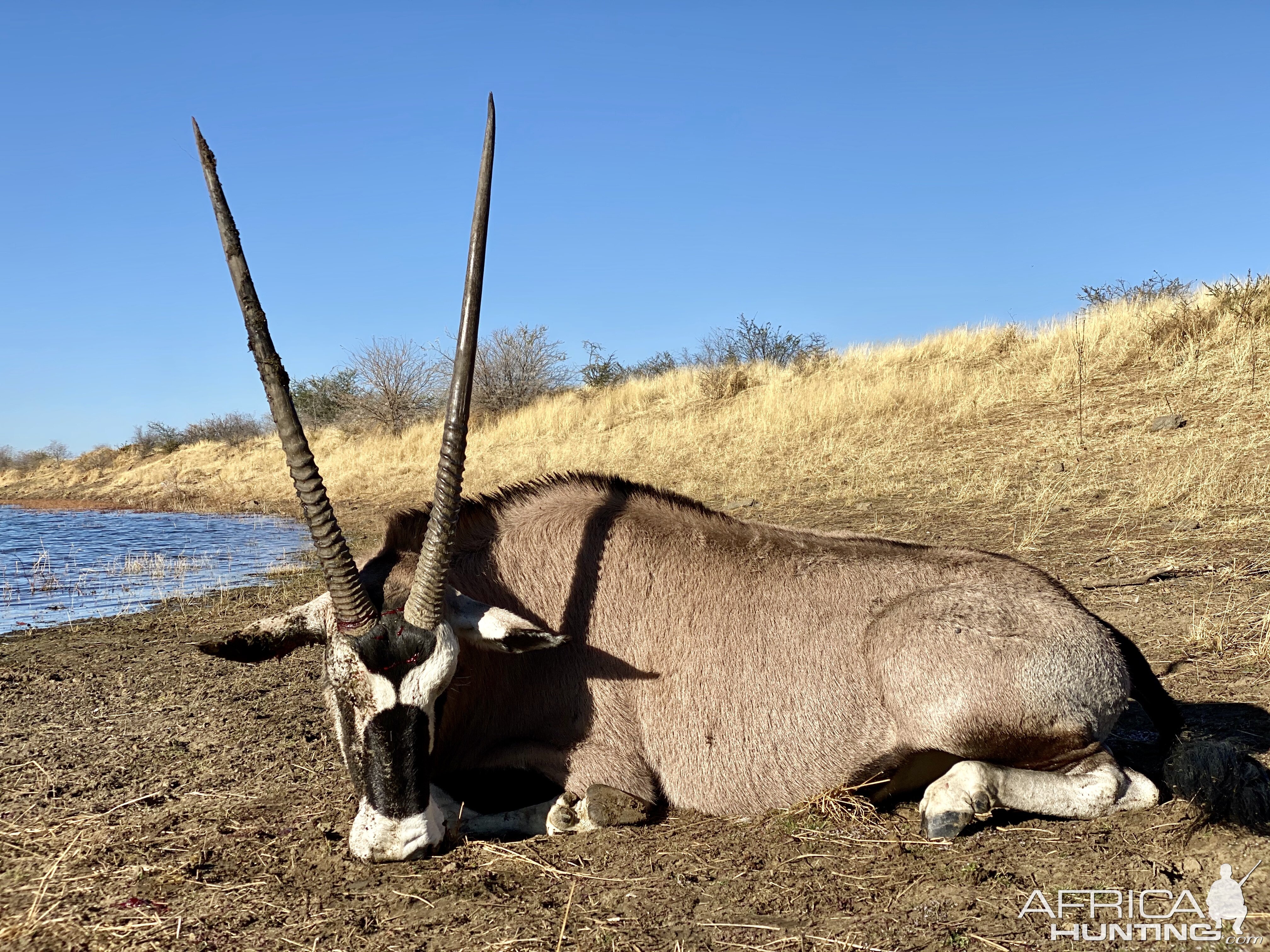 Oryx bull hunted with Zana Botes Safari