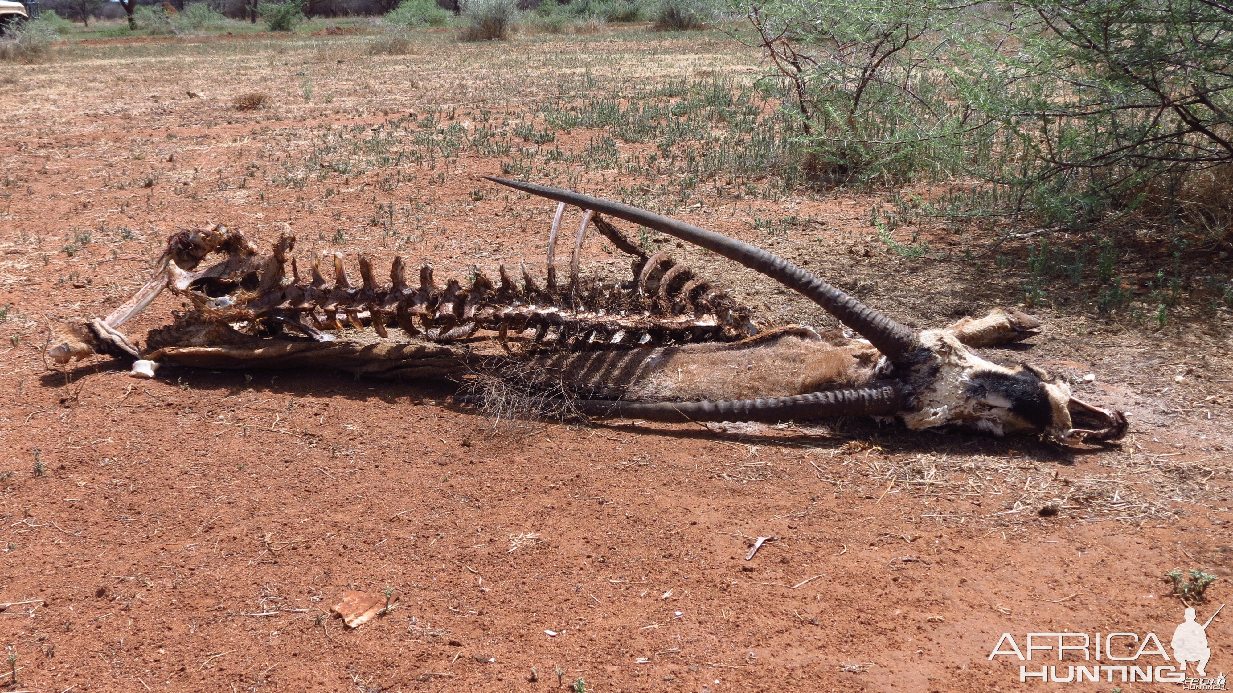 Oryx Carcass Namibia