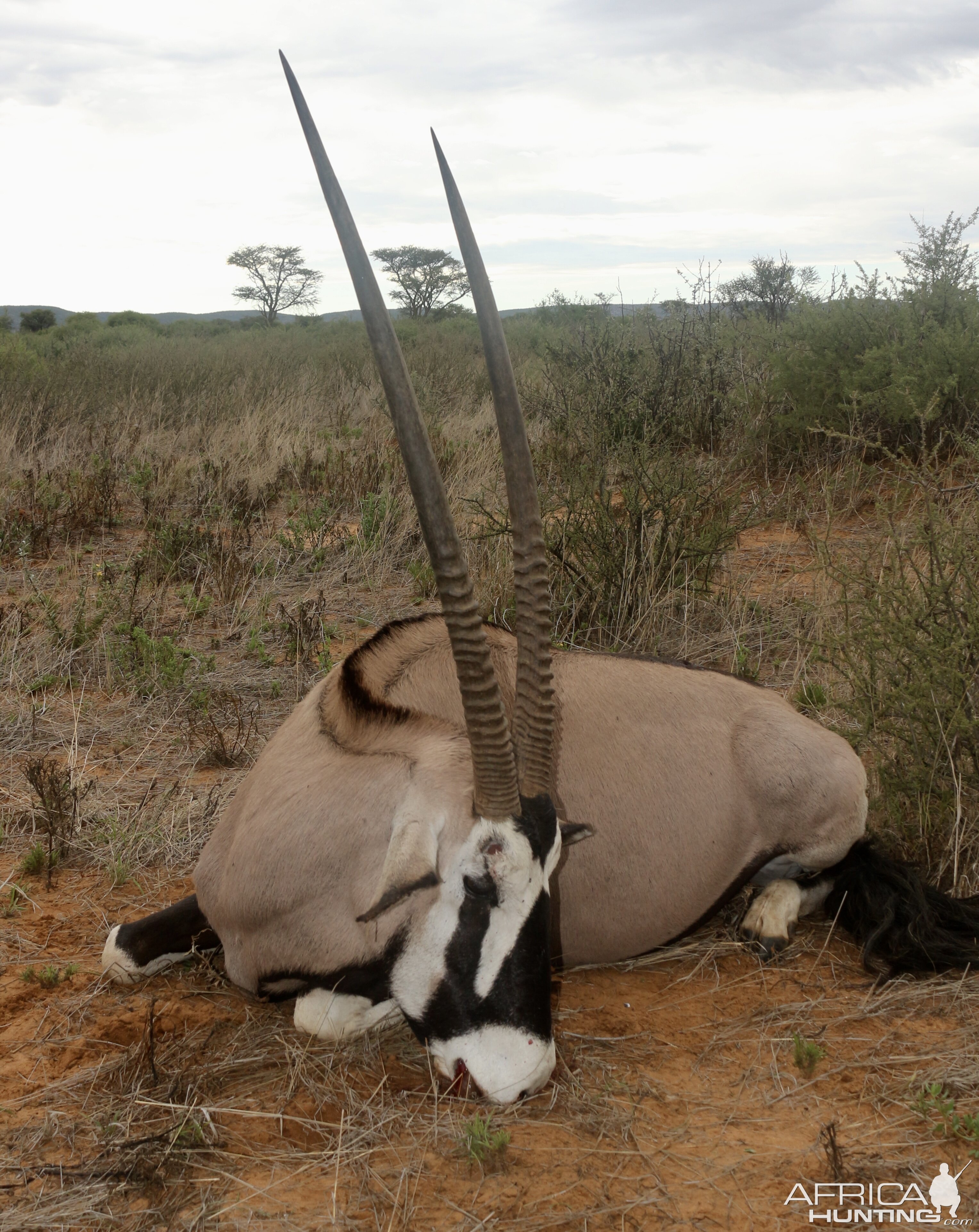 Oryx Guided by Zana Botes