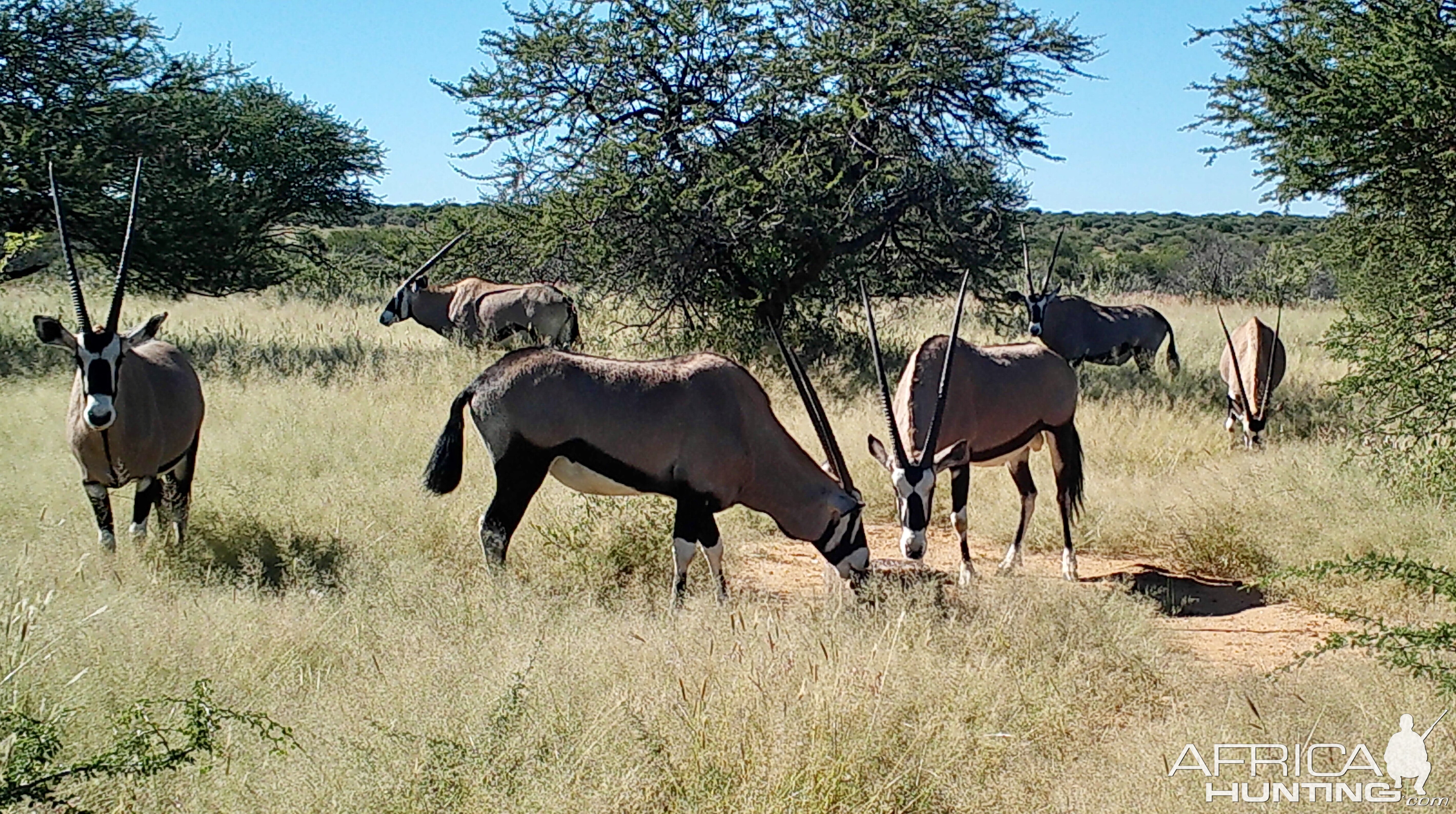 Oryx herd