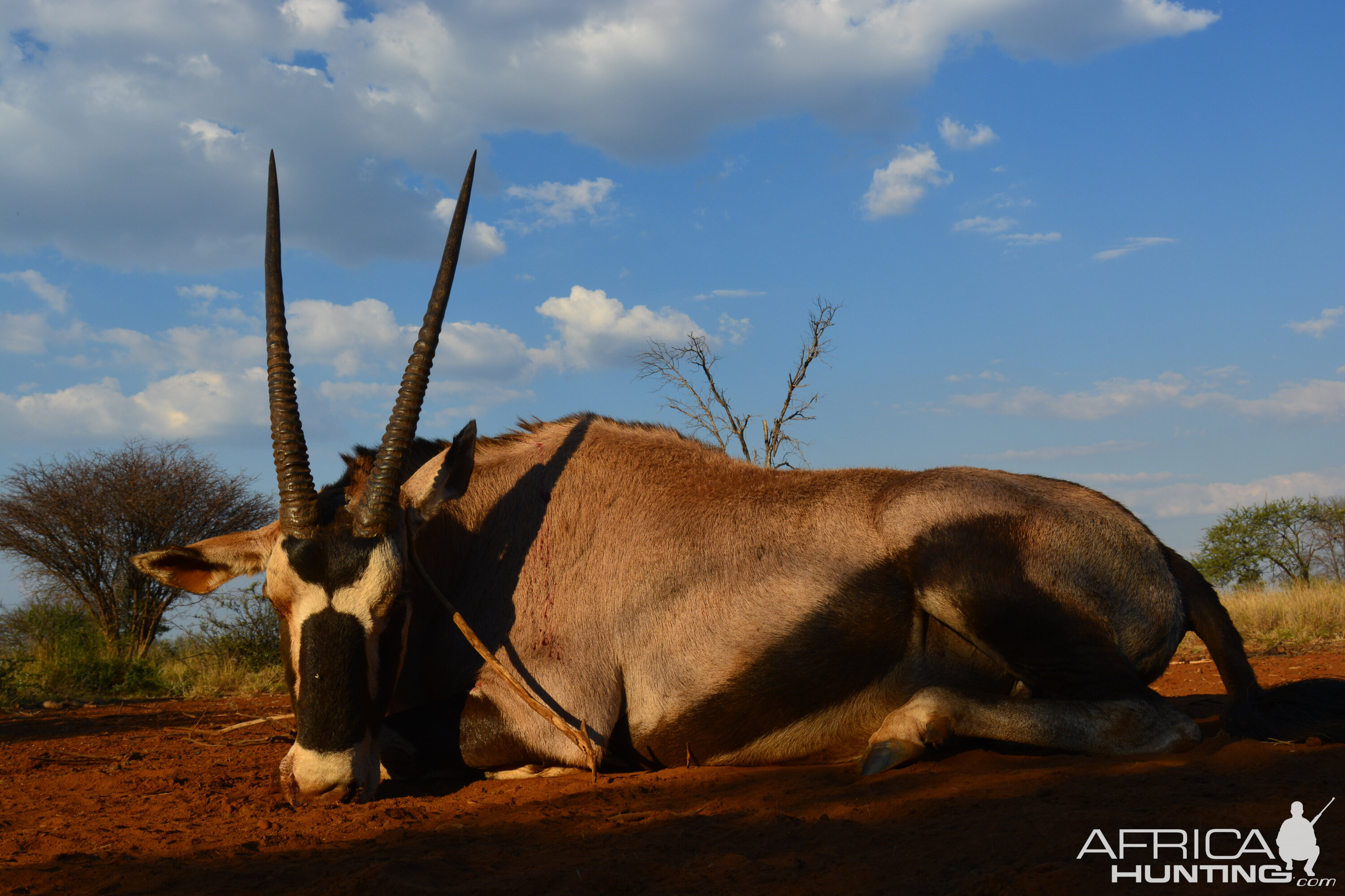 Oryx Hunt South Africa