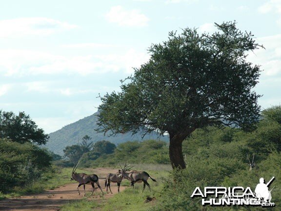 Oryx in Namibia