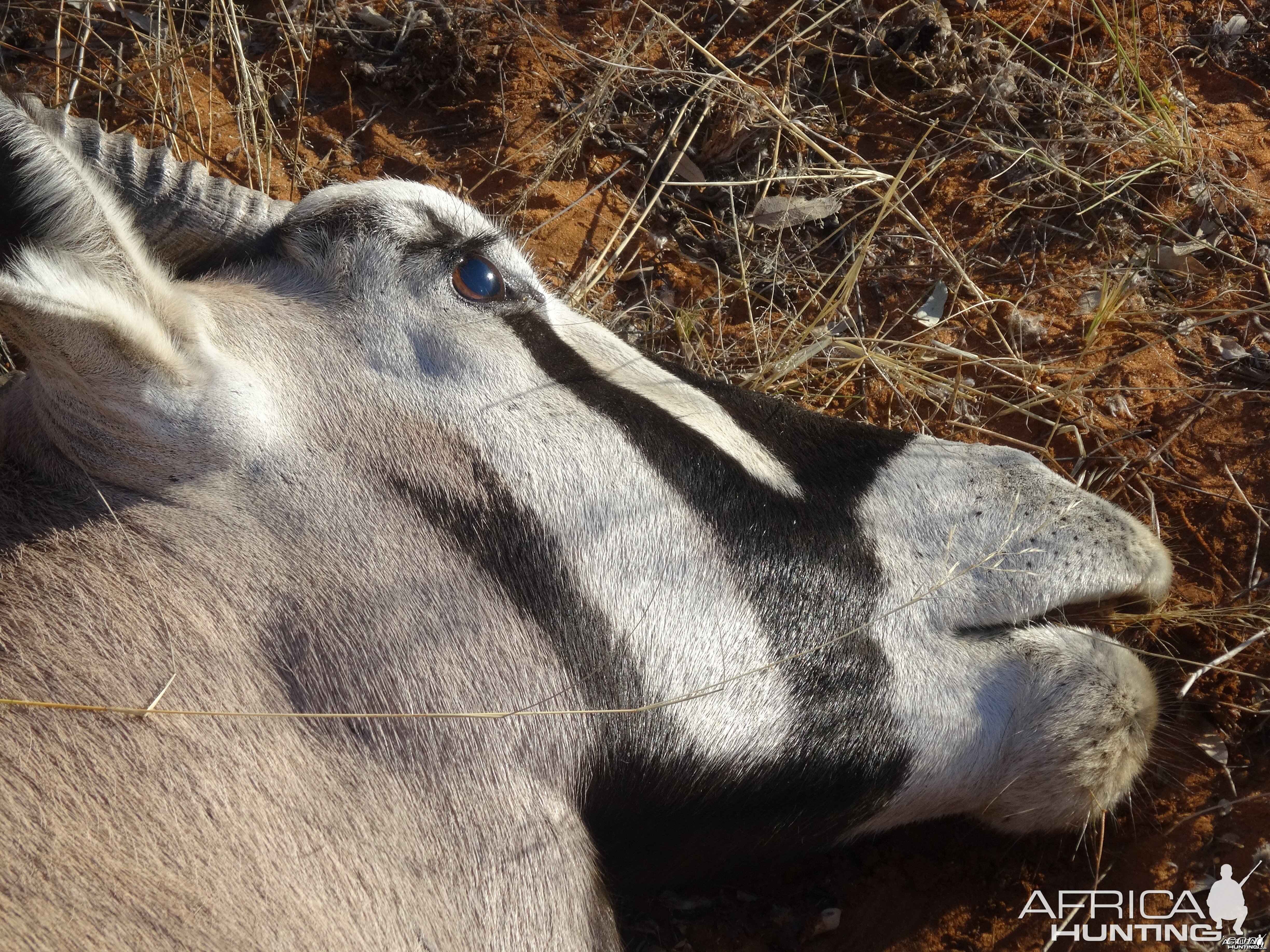 oryx with grass in mouth