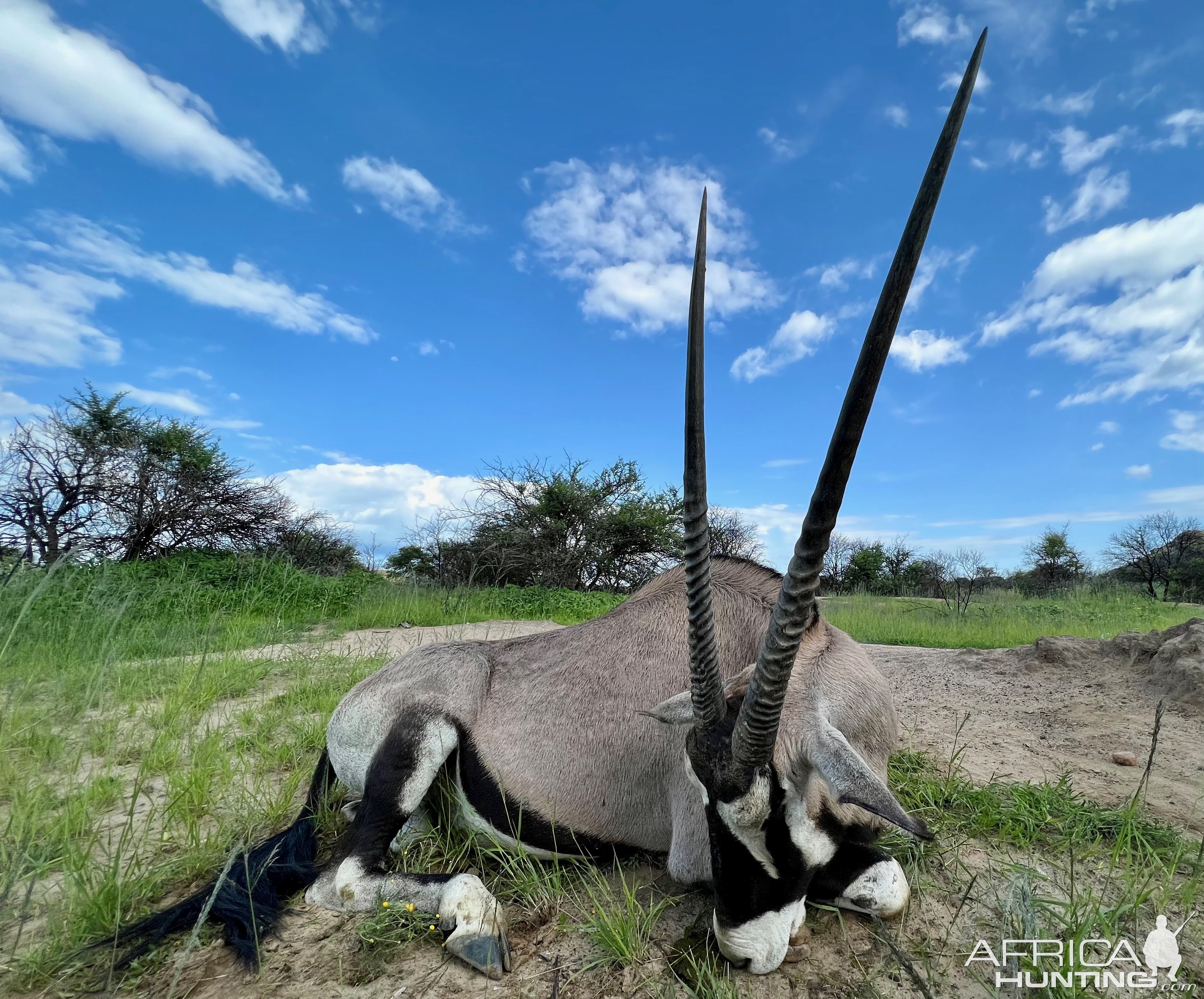 Oryx With Zana Botes Safari