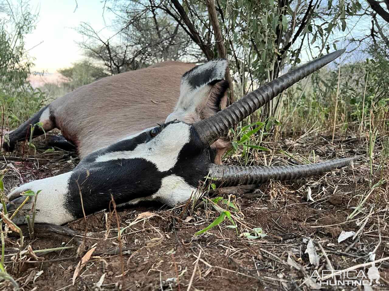 Oryx With Zana Botes Safari