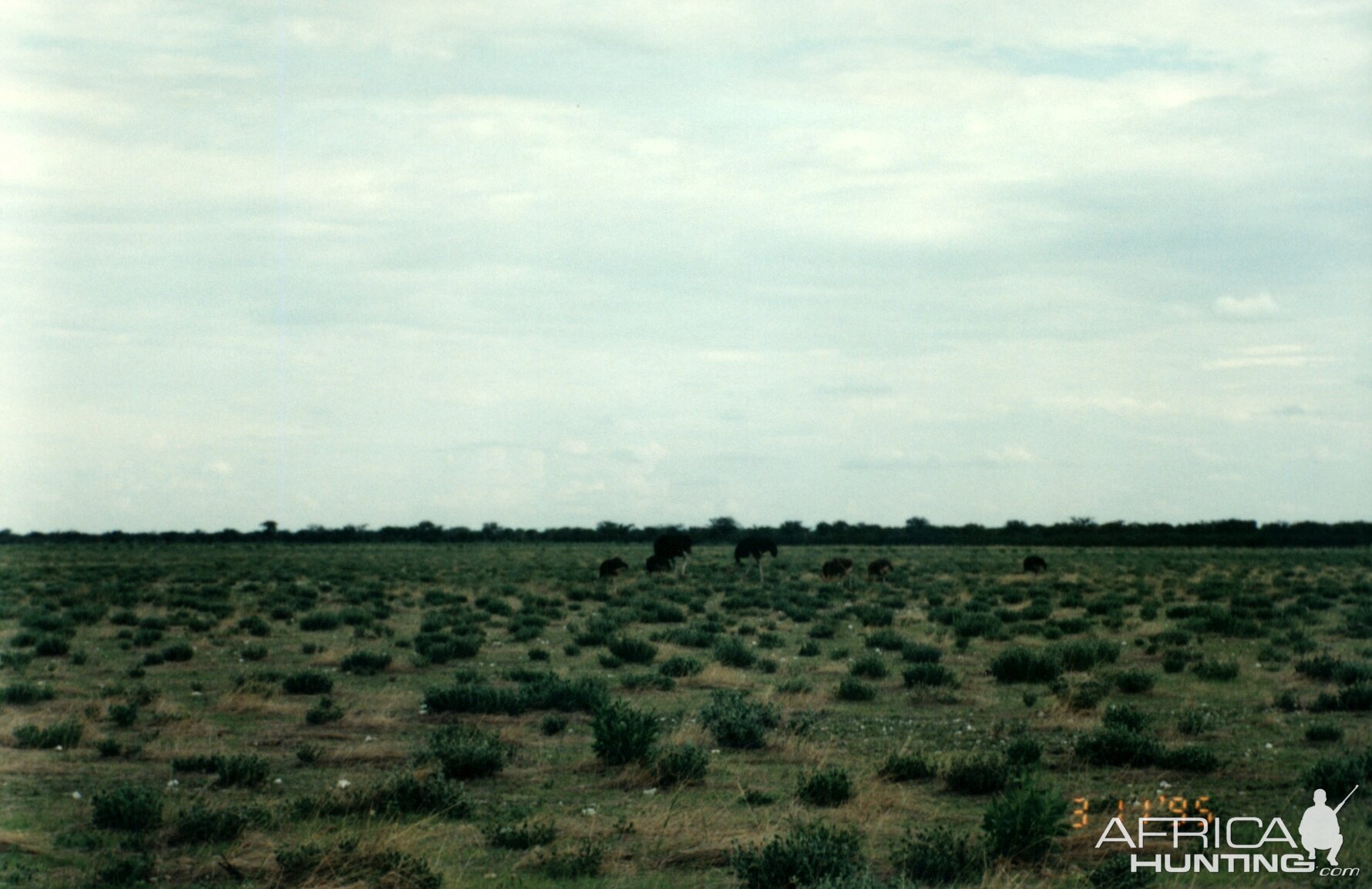 Ostrich at Etosha National Park in Namibia