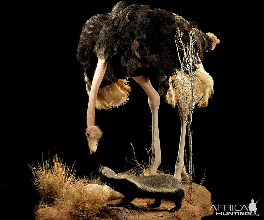 Ostrich & Honey Badger Full Mount Taxidermy