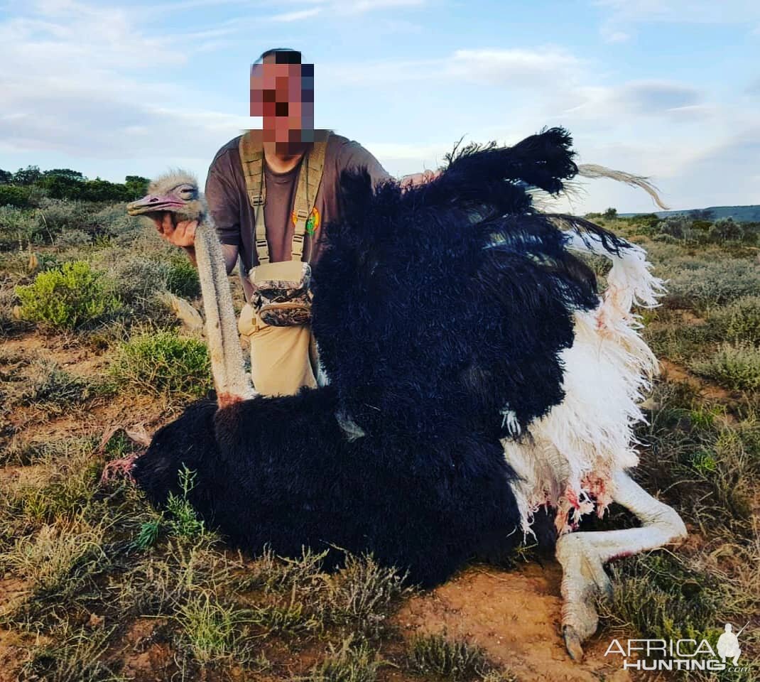 Ostrich Hunt in South Africa