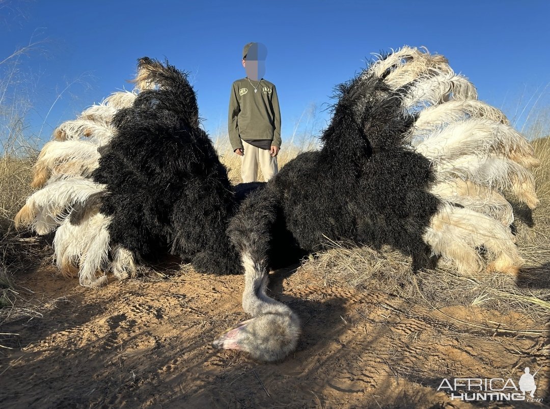 Ostrich Hunt Kalahari South Africa