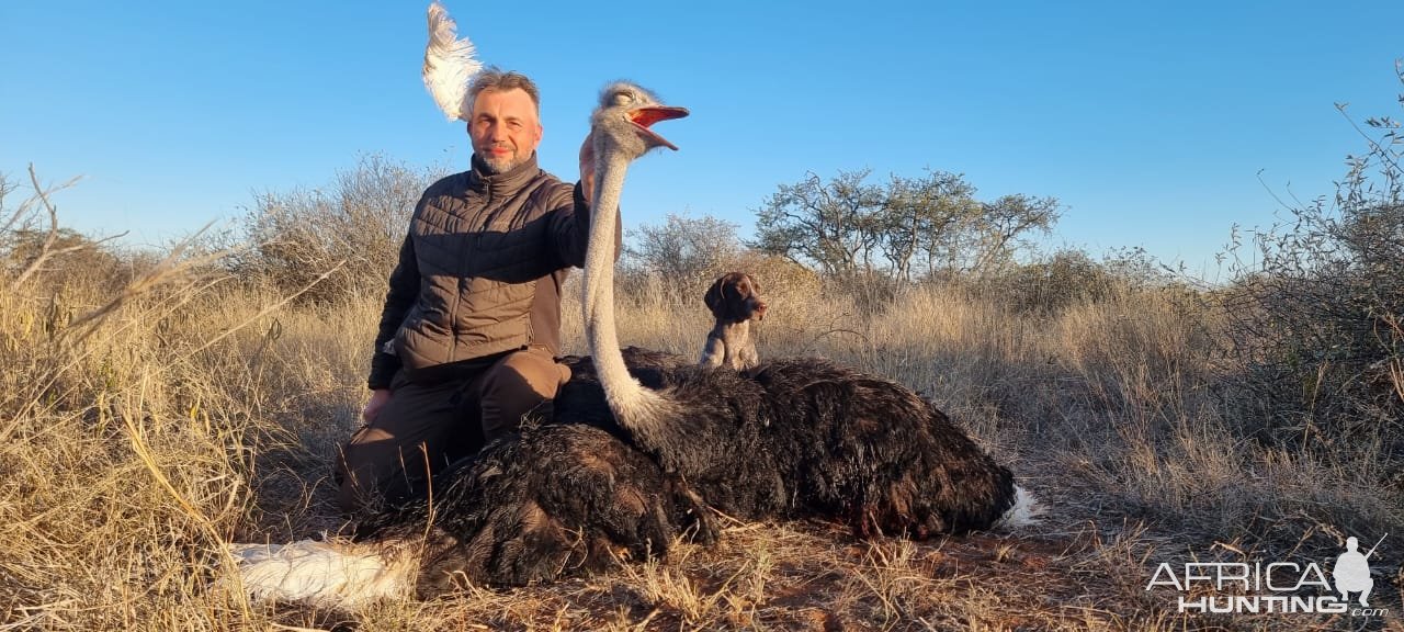 Ostrich Hunt South Africa