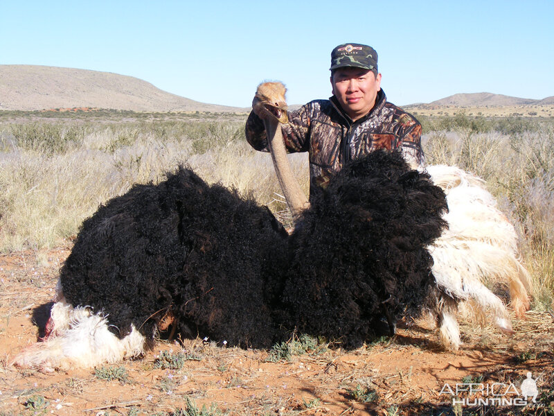 Ostrich hunt with Wintershoek Johnny Vivier Safaris