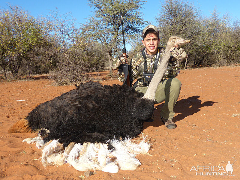 Ostrich hunt with Wintershoek Johnny Vivier Safaris