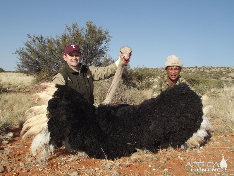 Ostrich hunt with Wintershoek Johnny Vivier Safaris