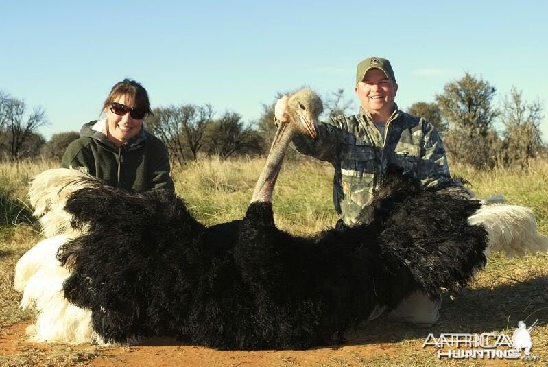 Ostrich hunted in South Africa