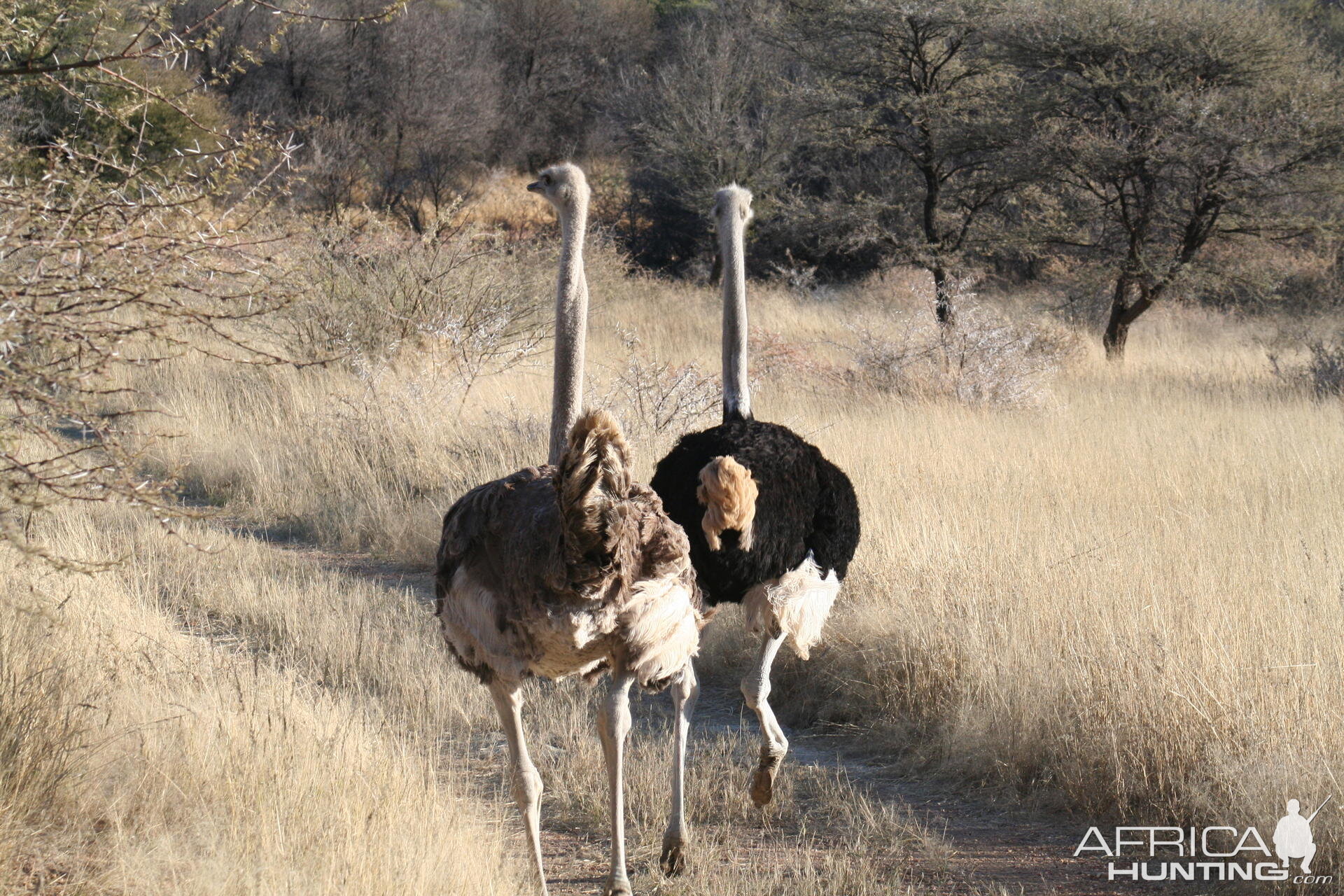 Ostrich in Namibia