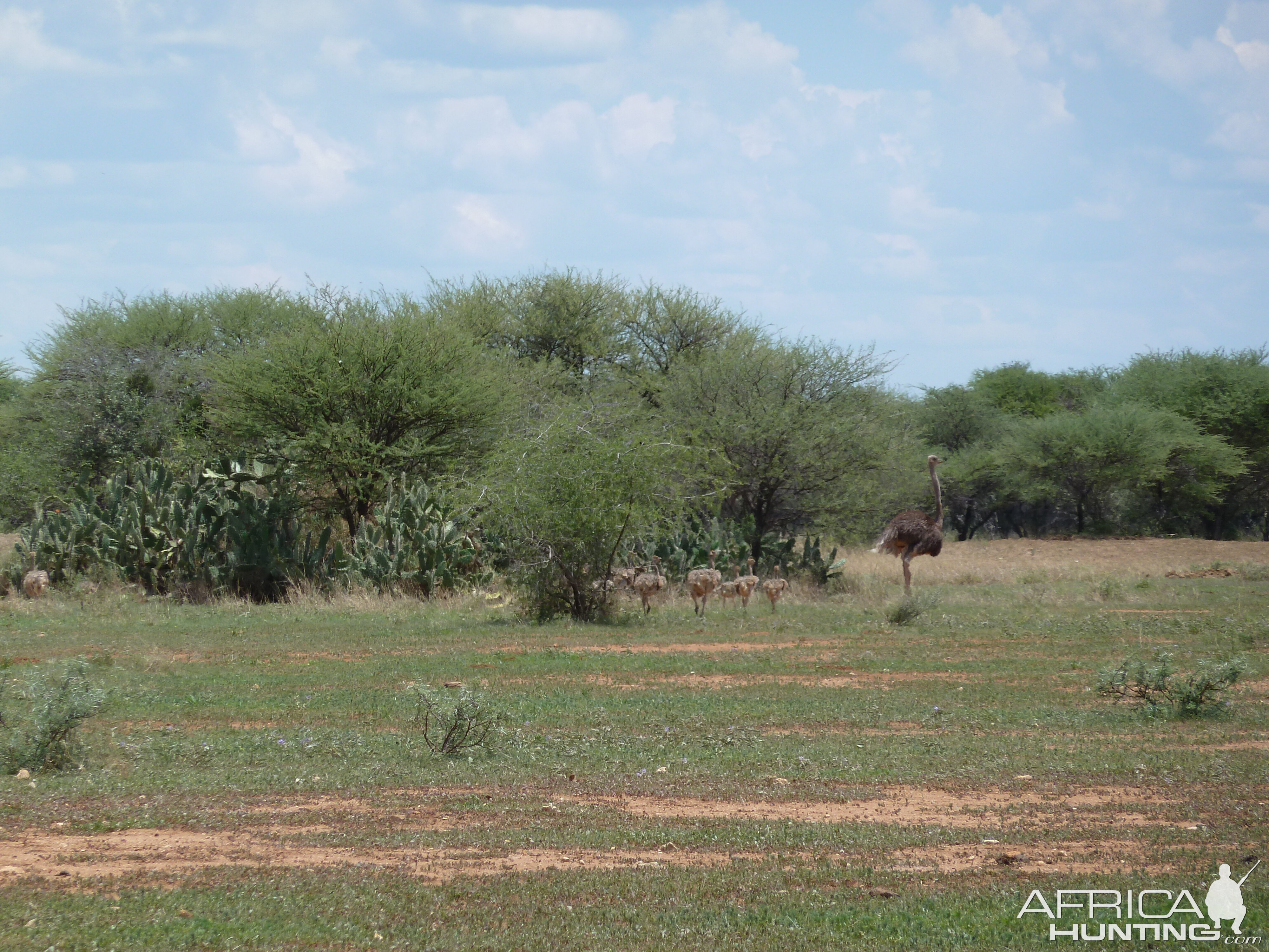 Ostrich Namibia