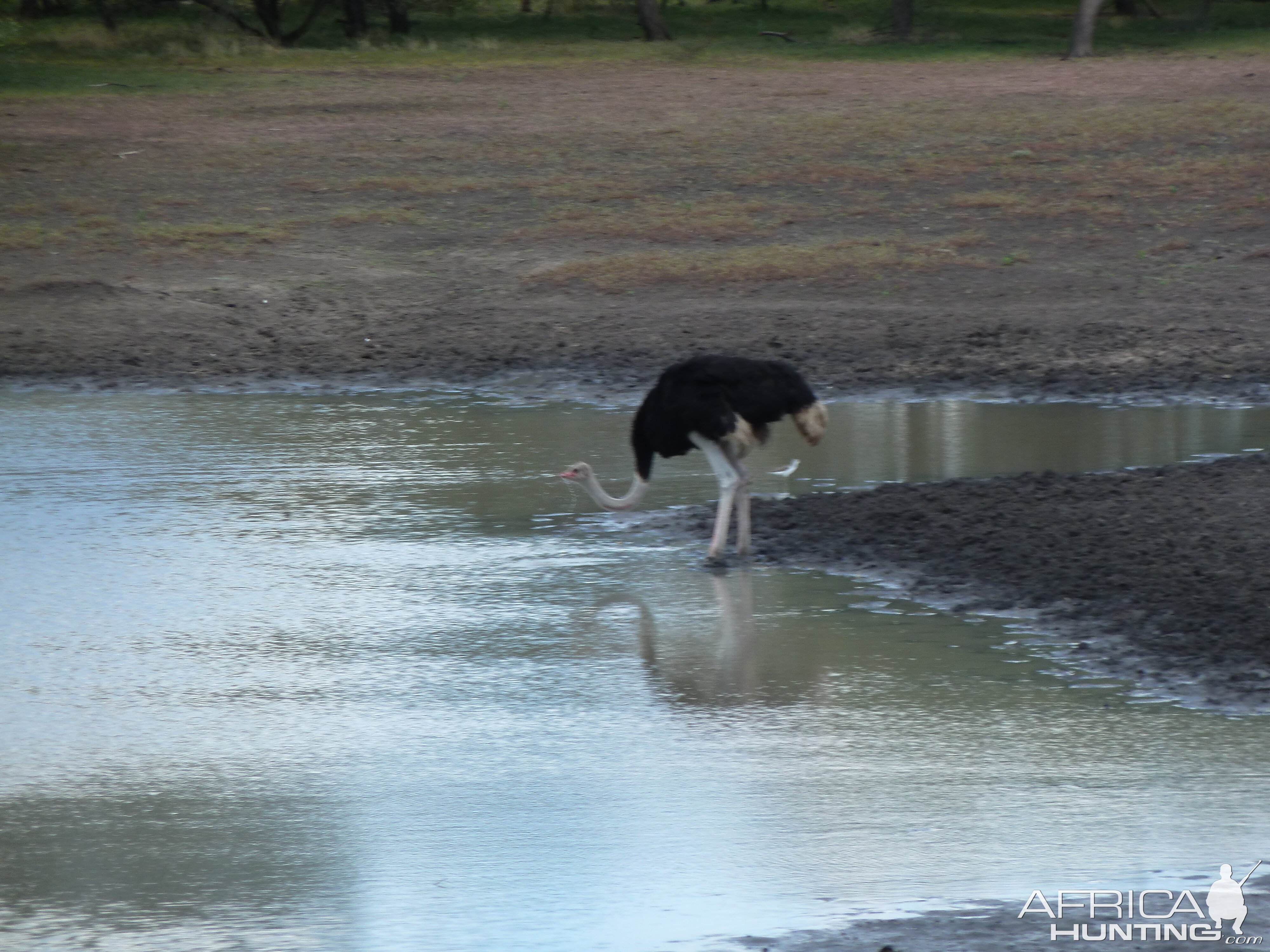 Ostrich Namibia