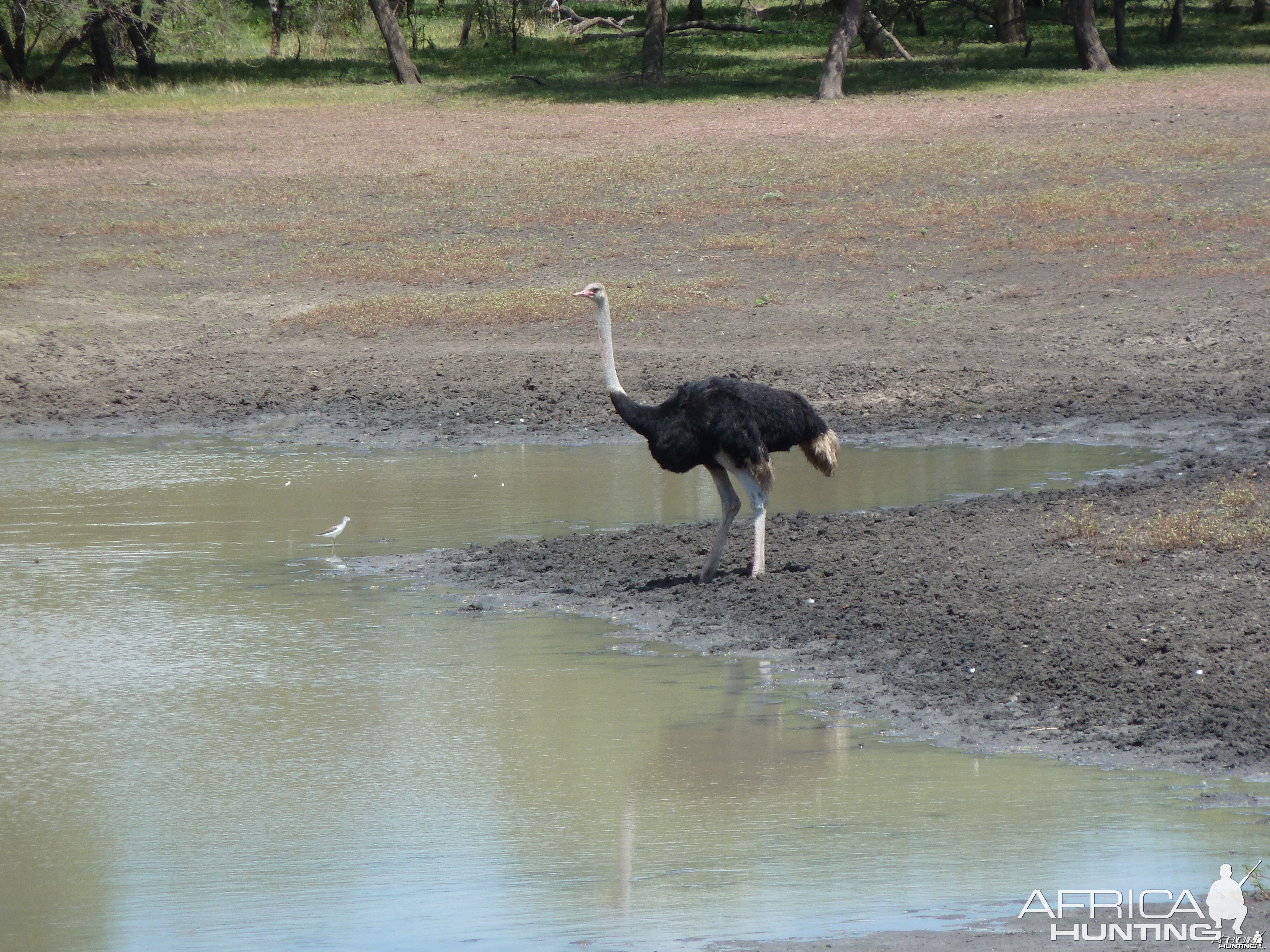 Ostrich Namibia