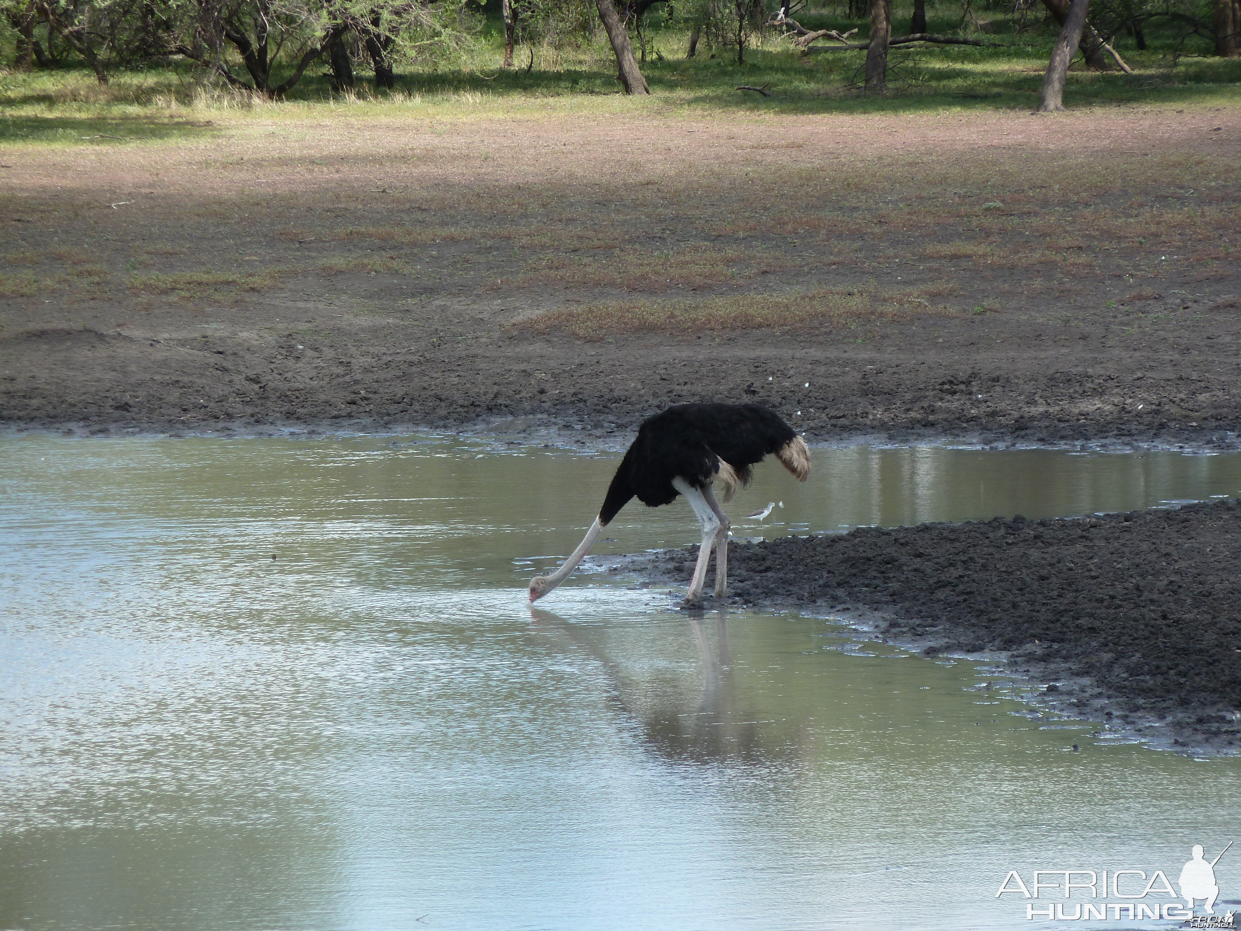 Ostrich Namibia