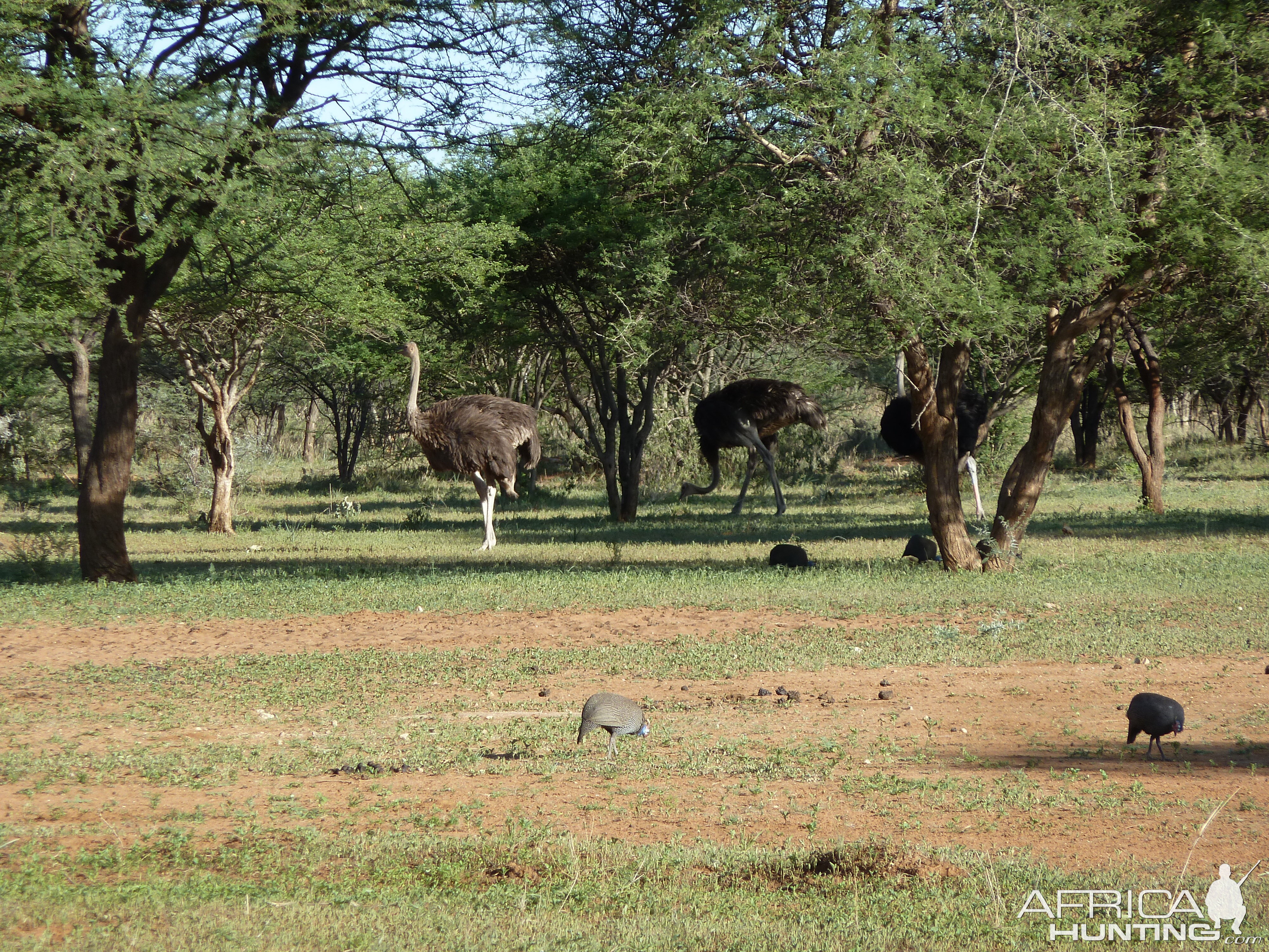 Ostrich Namibia