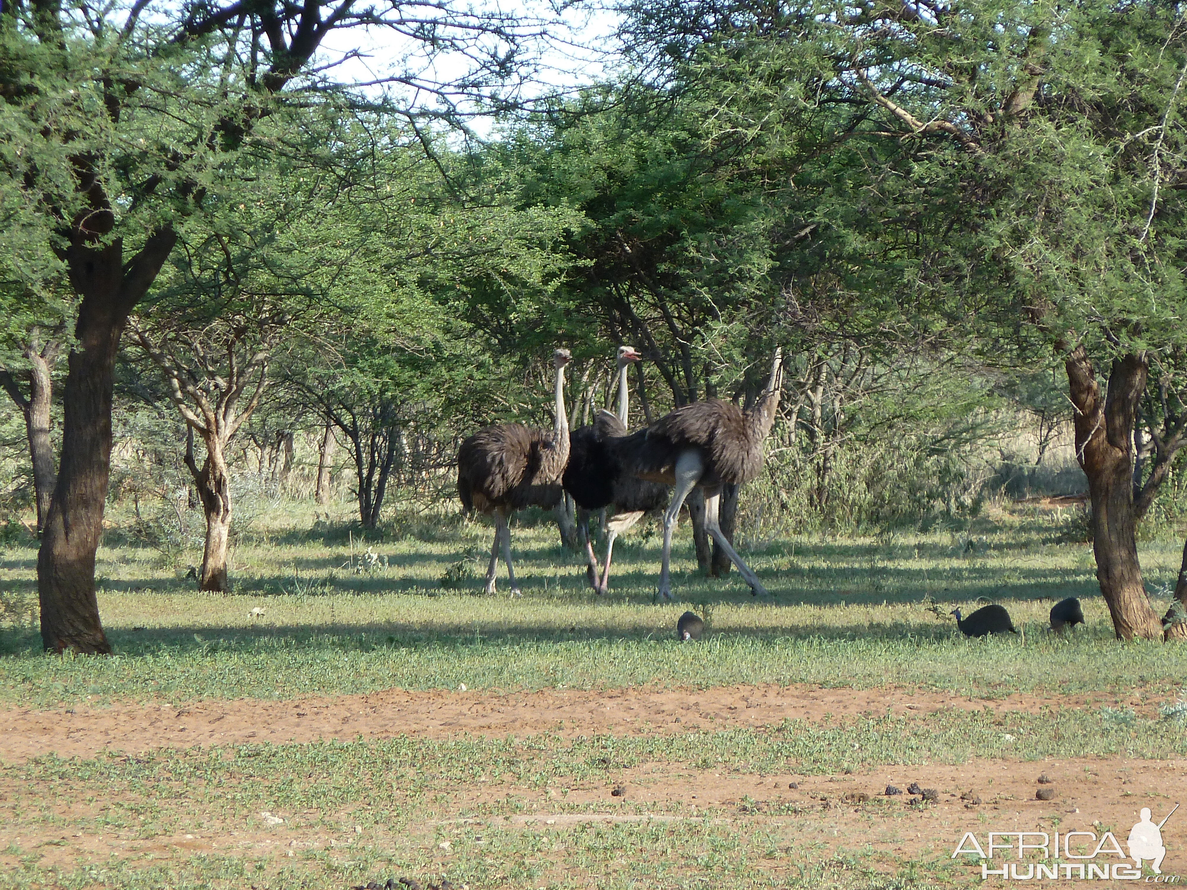 Ostrich Namibia