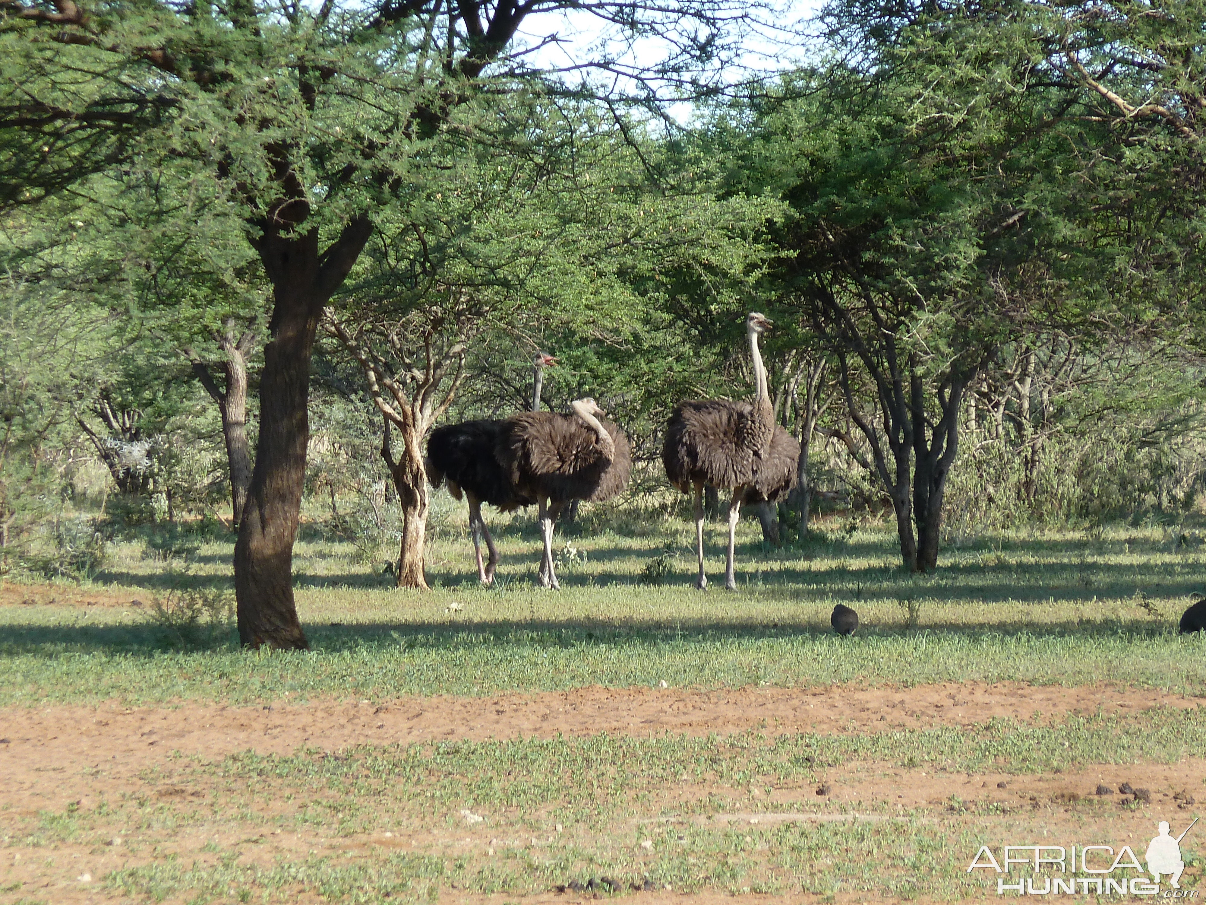 Ostrich Namibia