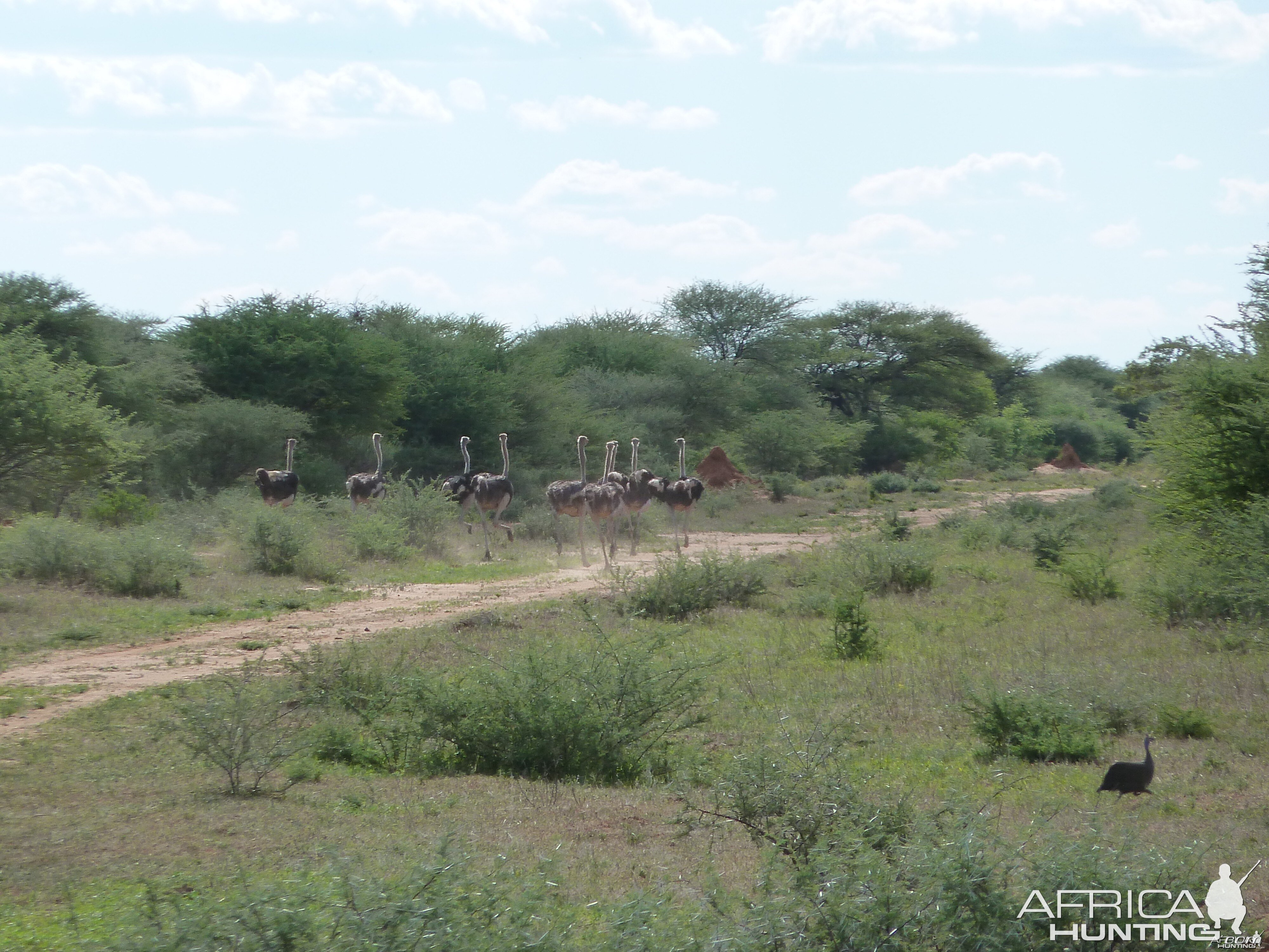 Ostrich Namibia